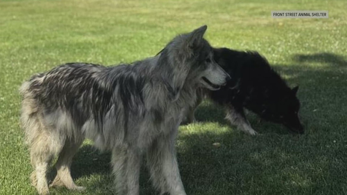 Loose Husky-mix dogs in Sacramento’s Natomas area injure pets, prompt public safety warning
