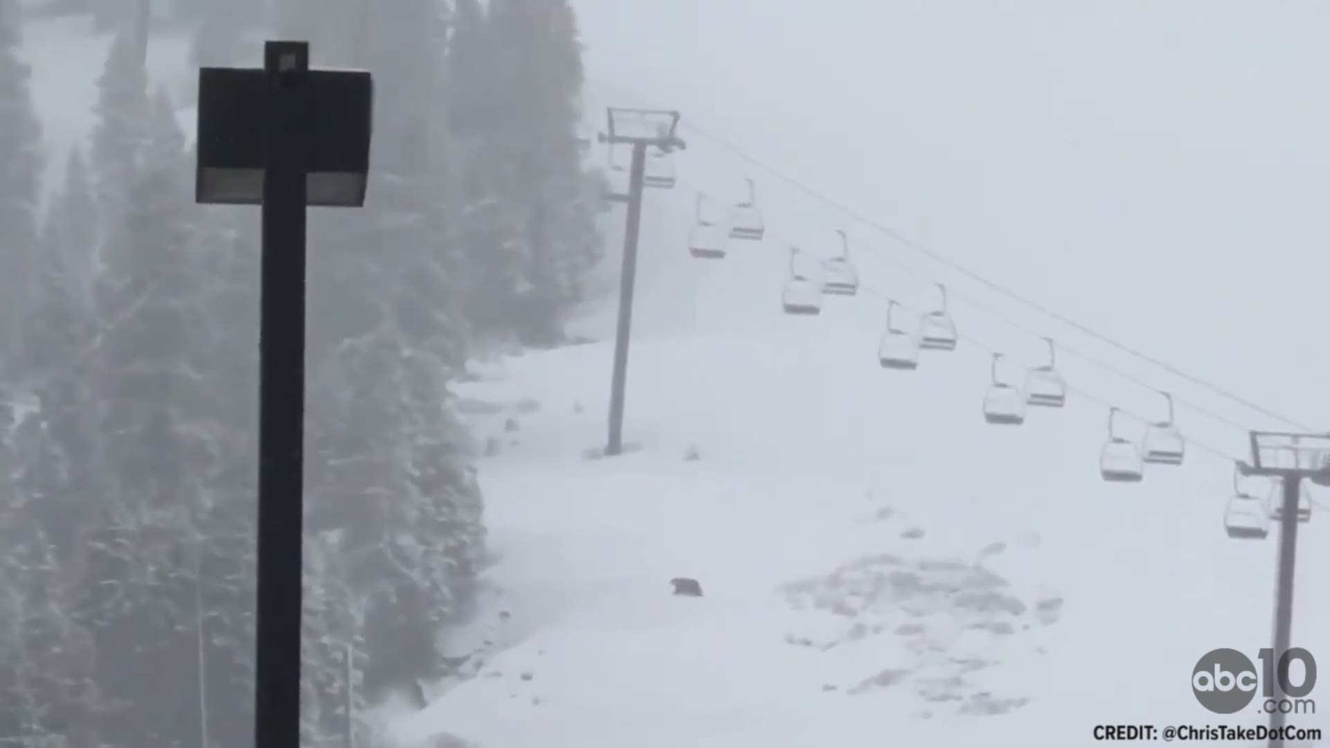 Twitter User @ChrisTakeDotCom captured this video of a bear roaming in the snow at Squaw Valley on May 16.