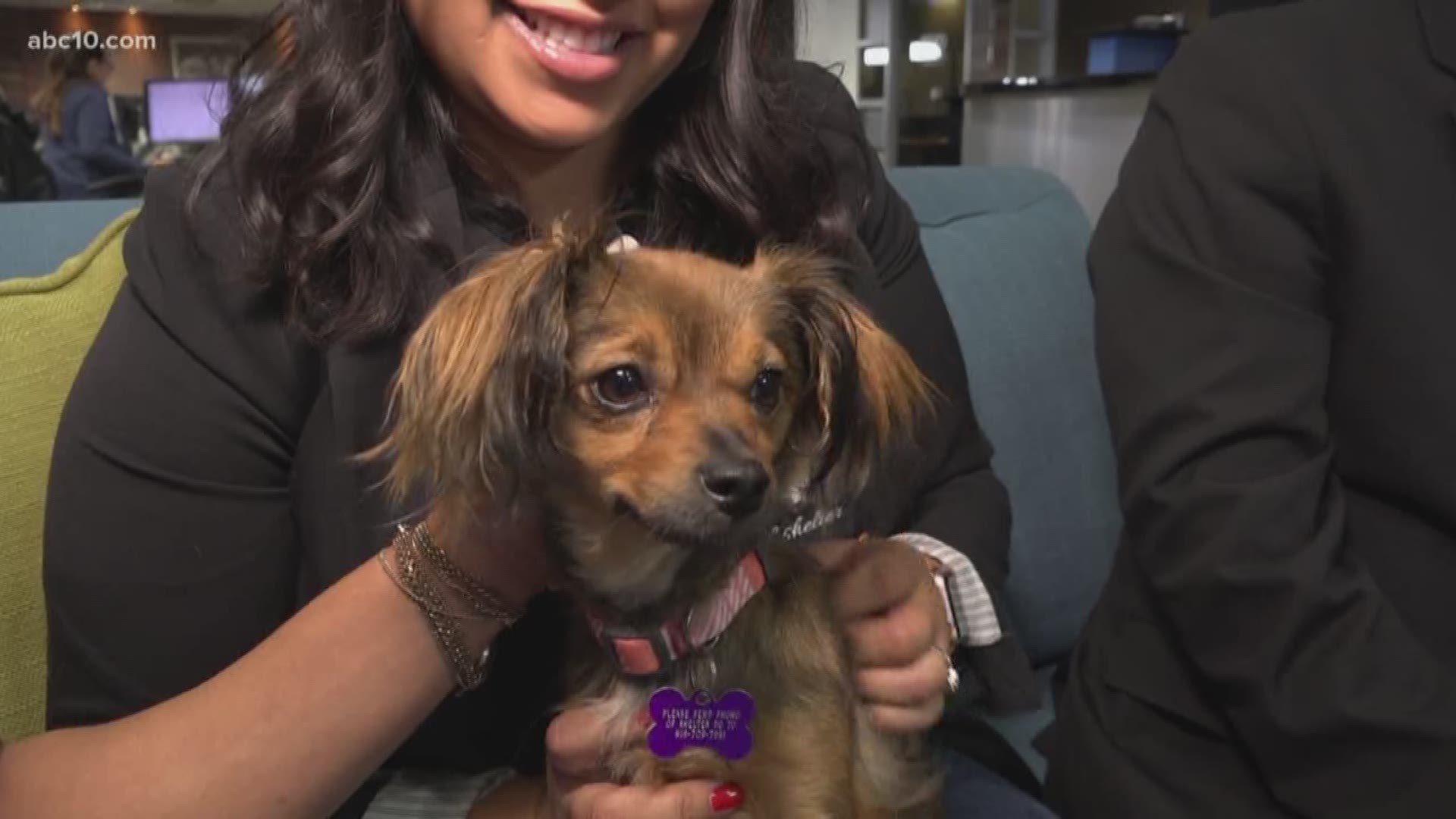 Maui, the Terrier Chihuahua is available at Front Street Animal Shelter, and if you mention Morning Blend, you adopt her for free.