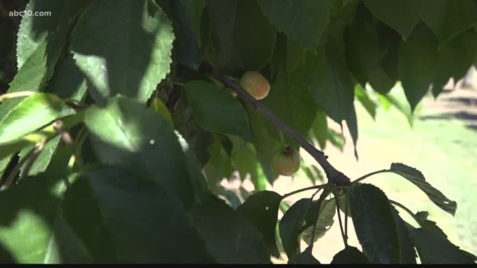 Migrant workers are coming to San Joaquin County early for cherry season and it's causing issues. 