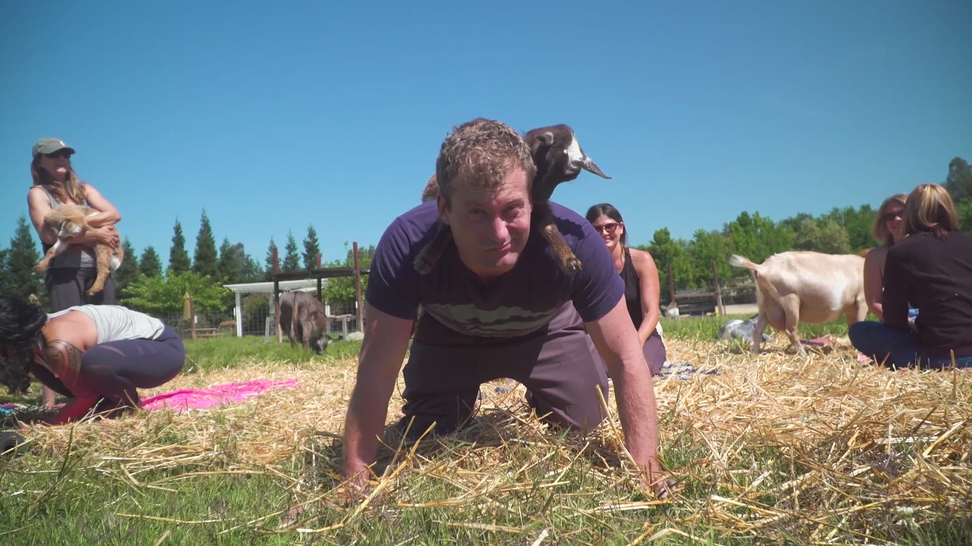 GoatHouse Brewery is now hosting goat yoga classes every few weeks.