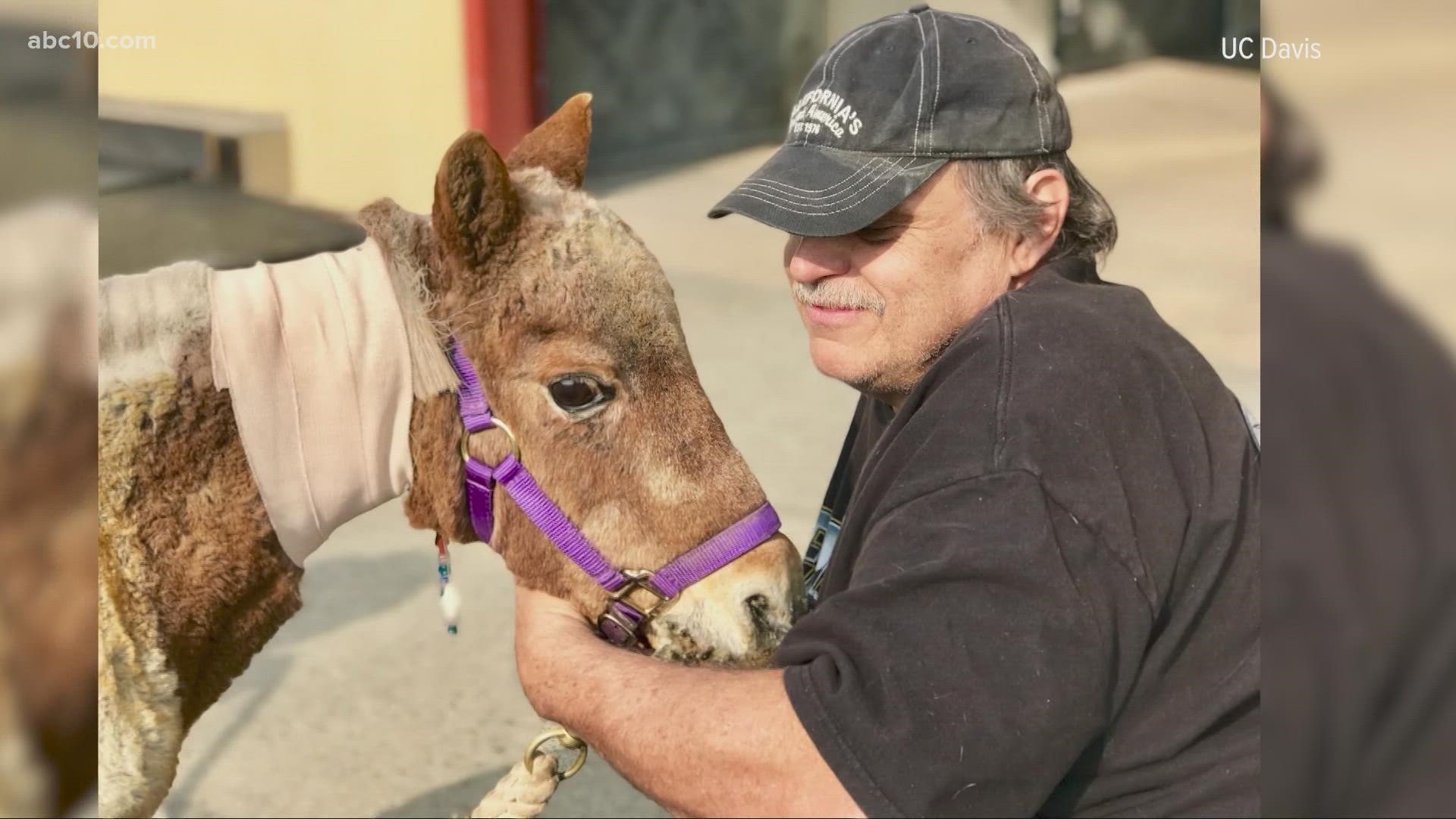 California Veterinary Emergency Team rescues animals and livestock during emergencies like wildfires.