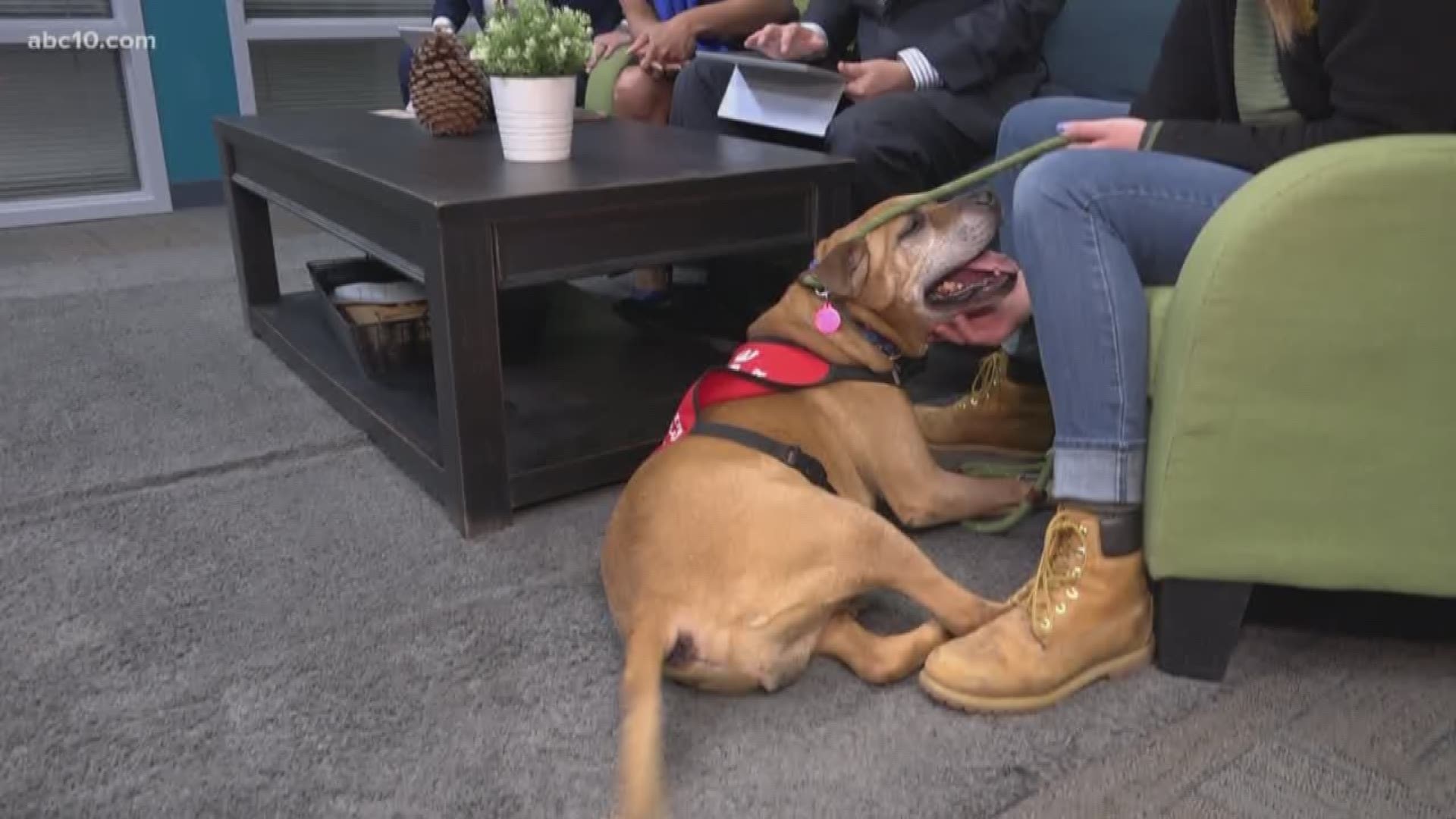 You can adopt Gus at the Yolo County Animal Shelter right now. And adoption fees are waived if you mention Morning Blend.