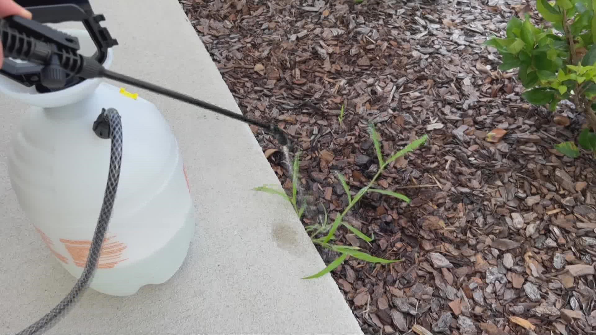 ABC10's Megan Evans shows how to save money and your yard by making a non-toxic weed killer at home.