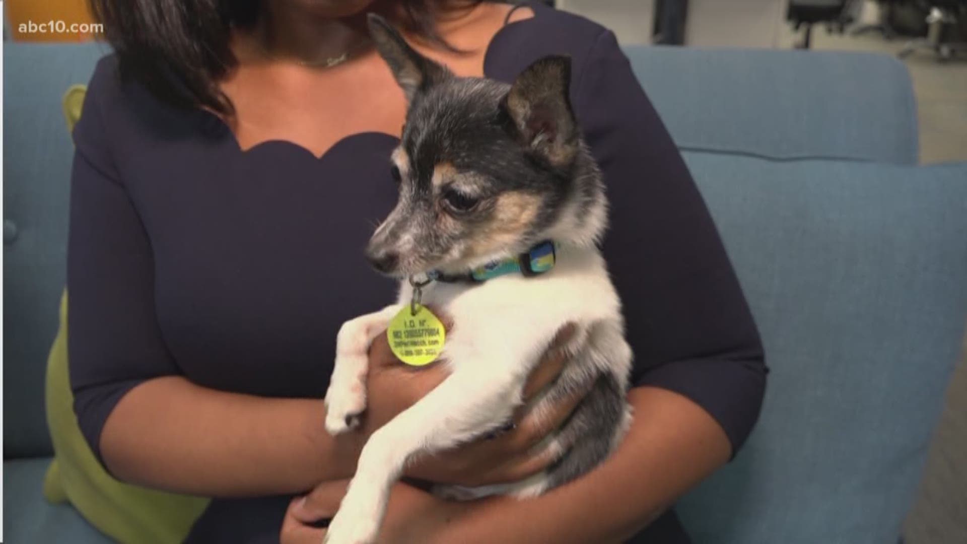 Meet Cookie, ABC10's Pet of the Week from the Sacramento SPCA. Cookie is 8 years old and weighs only 4 1/2 pounds. She loves people and loves being held. While she reigns supreme as Queen of Lap Dogs, she has no probably sharing a home with other pups. Her adoption fee is $110, but, with the Senior to Senior program, you can get the fee waived if you're over 65.