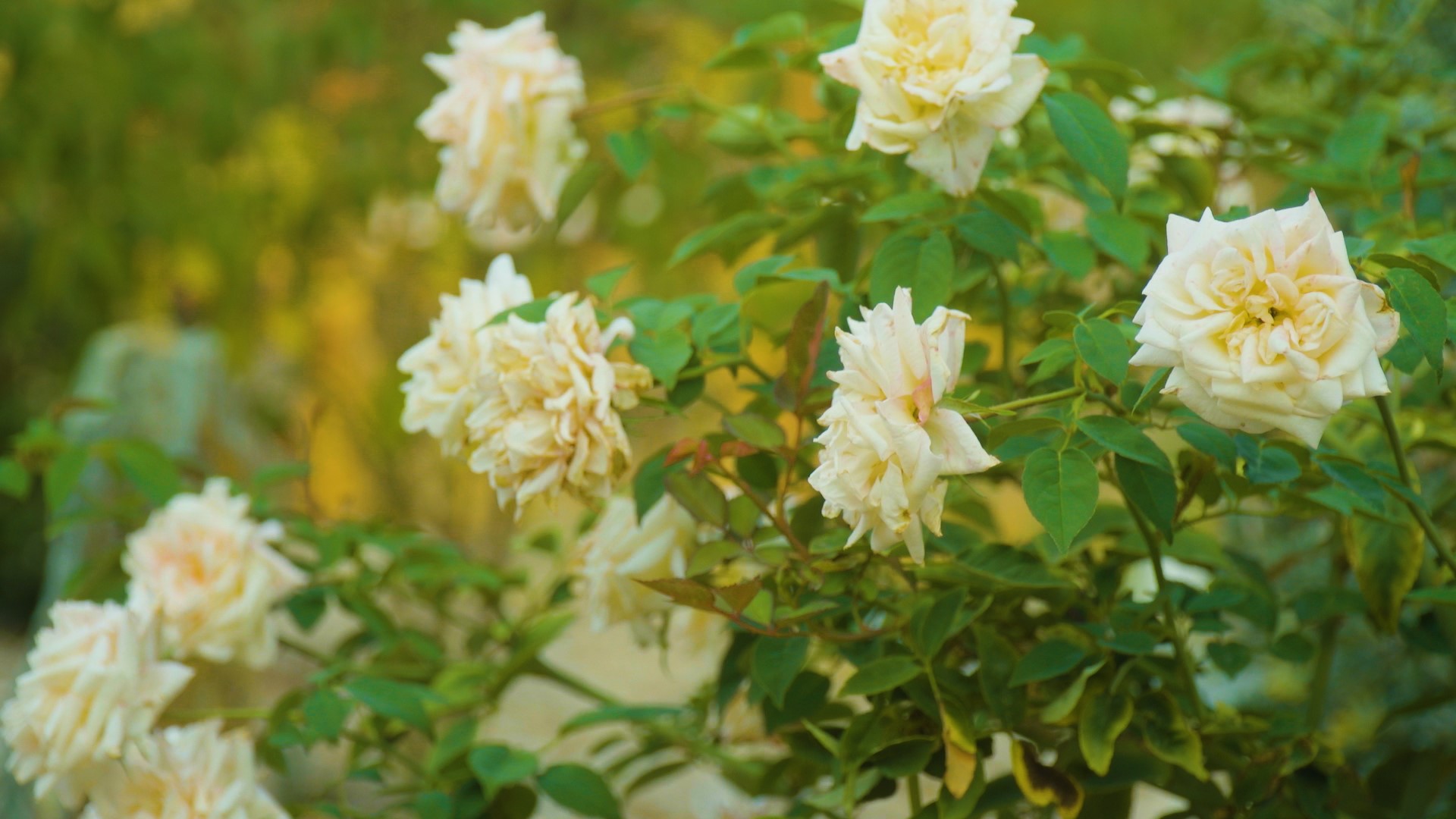 How a group of gardeners are preserving Gold Rush-era roses in Amador County.