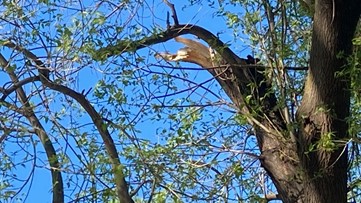 Woman dies after being hit by falling tree branch at Slide Hill Park in Davis