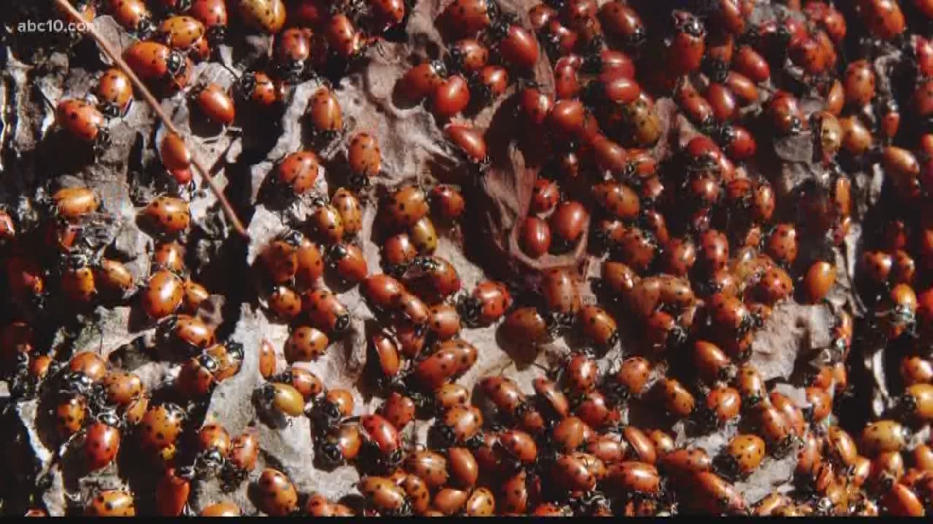The red and black beetles are used for pest control in organic gardens and they eat bad bugs. Ladybug harvesters collect them in the fall and sell them during the spring gardening season. It's a lucrative business, but its technically illegal and the reas