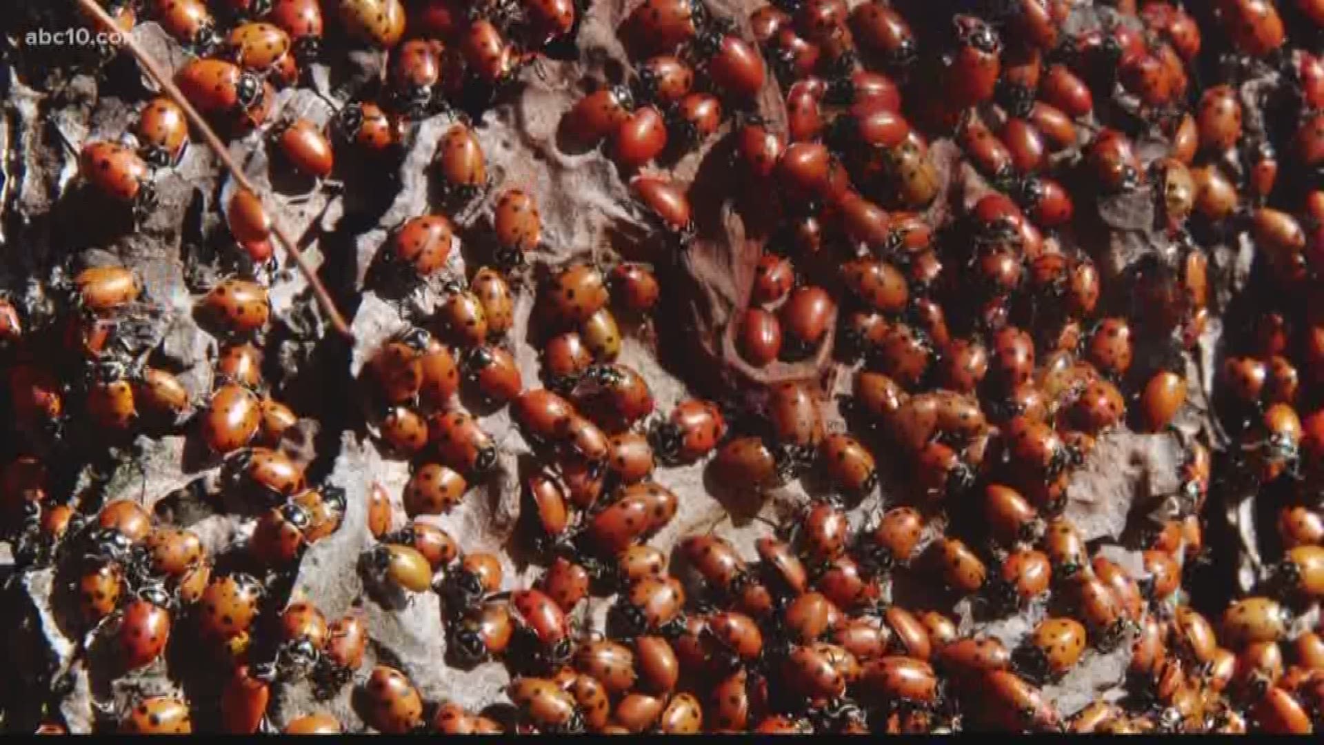 Lady Bugs - Organic Control, Inc.