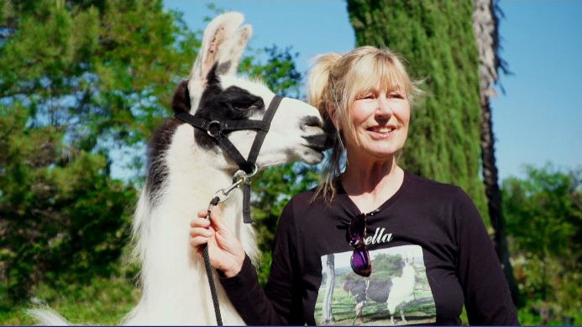 When Bella the llama had to have a leg amputated, owner Trish Robuck tried everything she could to get her walking again.