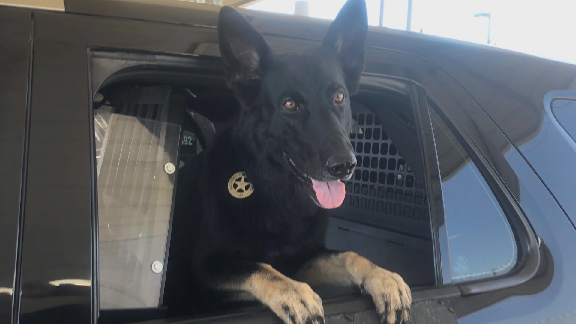 Sacramento Police say $22,000 has been raised so far to benefit the canine campaign. He says that's enough money to purchase a K9 for the department in Tara's name.