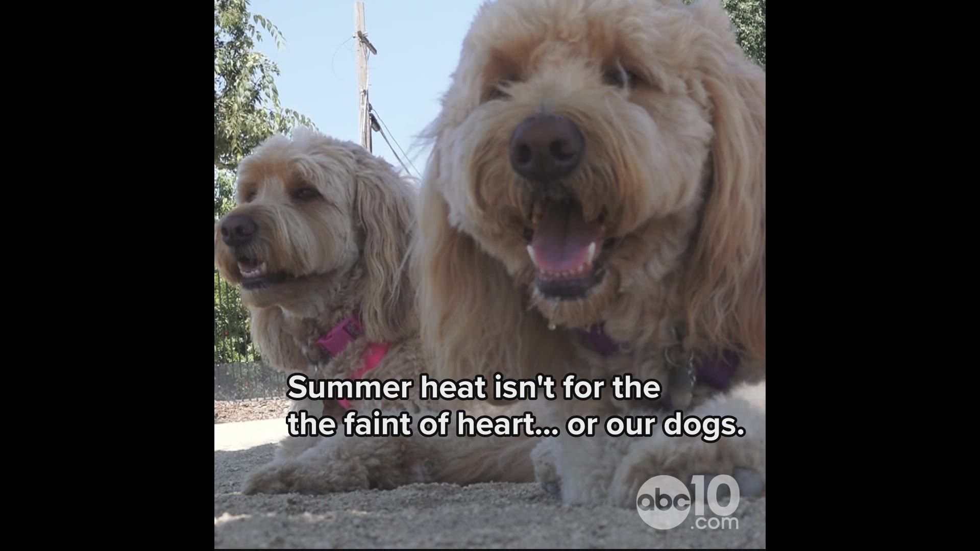 Northern California summers are no joke. Do you know what to look out for when it's hot and you have a pet?