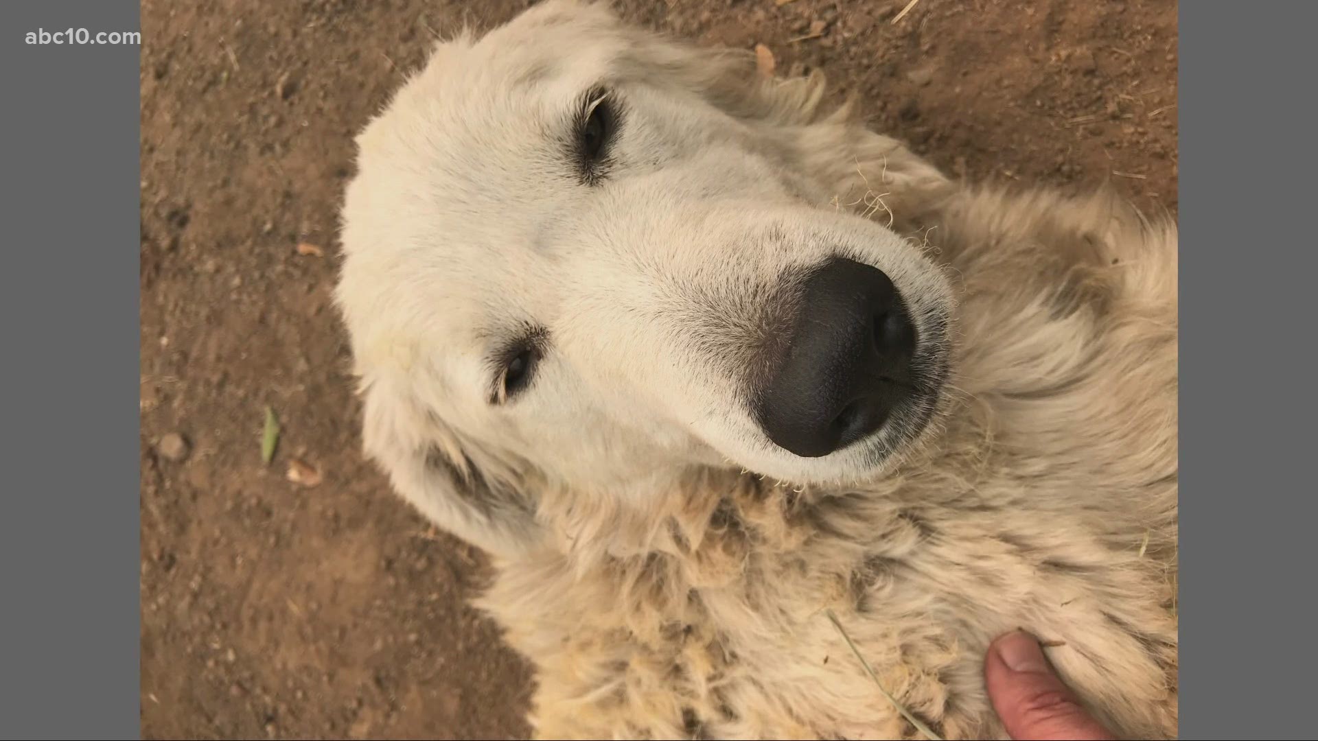 Hero dog who protected goats during Tubbs Fire dies 