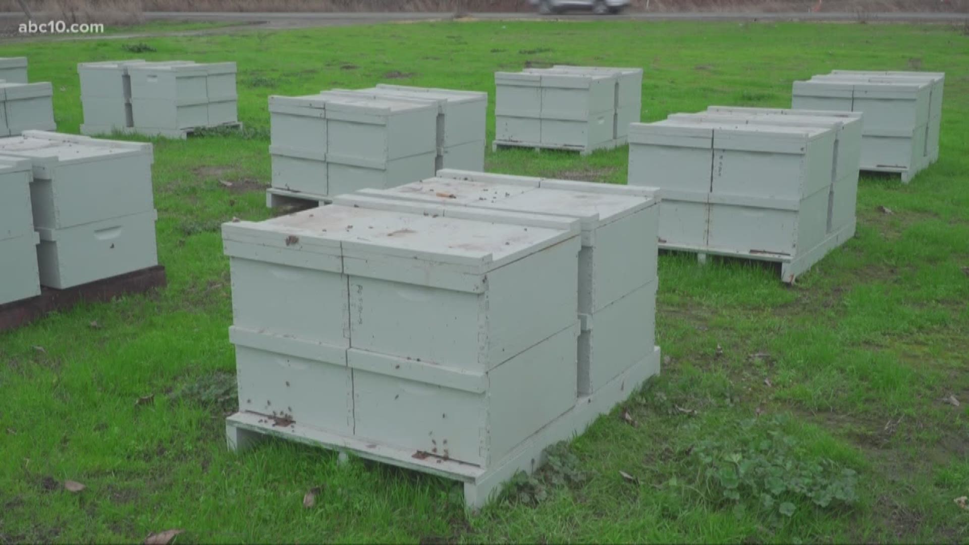 Beekeeper Mike Potts said 92 beehives were stolen from his honey farm.