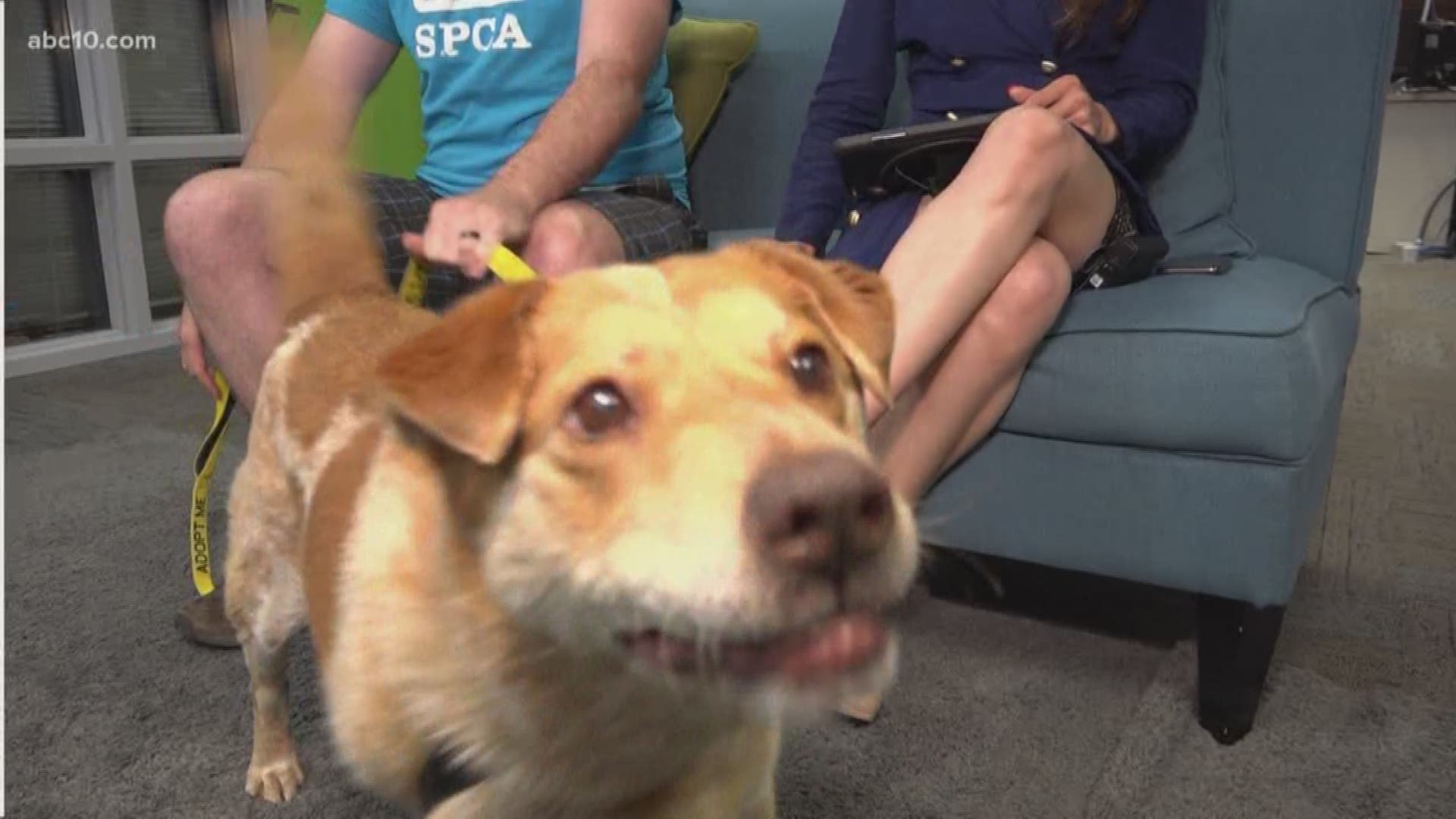 This week's Sacramento SPCA Pet of the Week is PJ! This 10-year-old Australian Cattle Dog mix has tons of energy and is incredibly loving. Get in touch with the Sac SPCA here: https://www.sspca.org/dogs