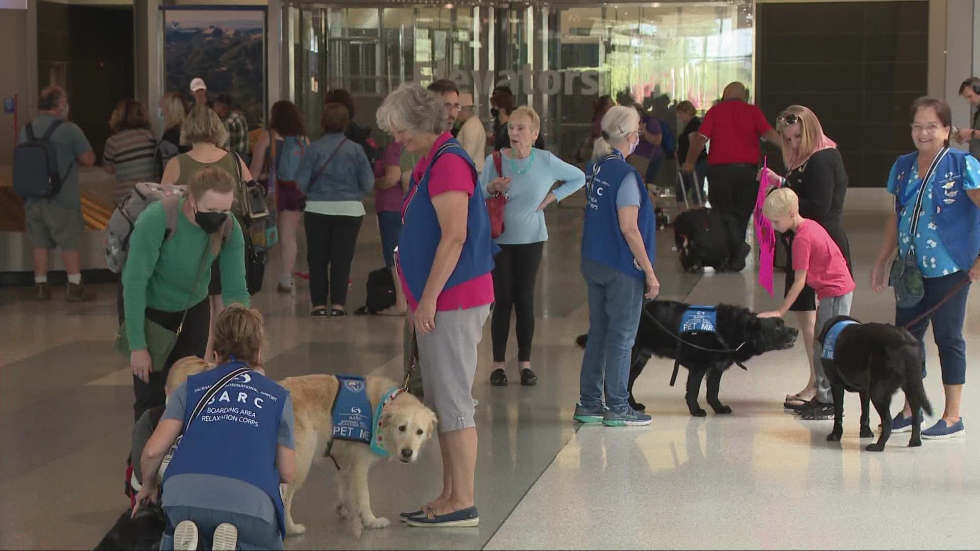 The airport says to make sure the dog's vests say "pet me" and they're not one of the security dogs.