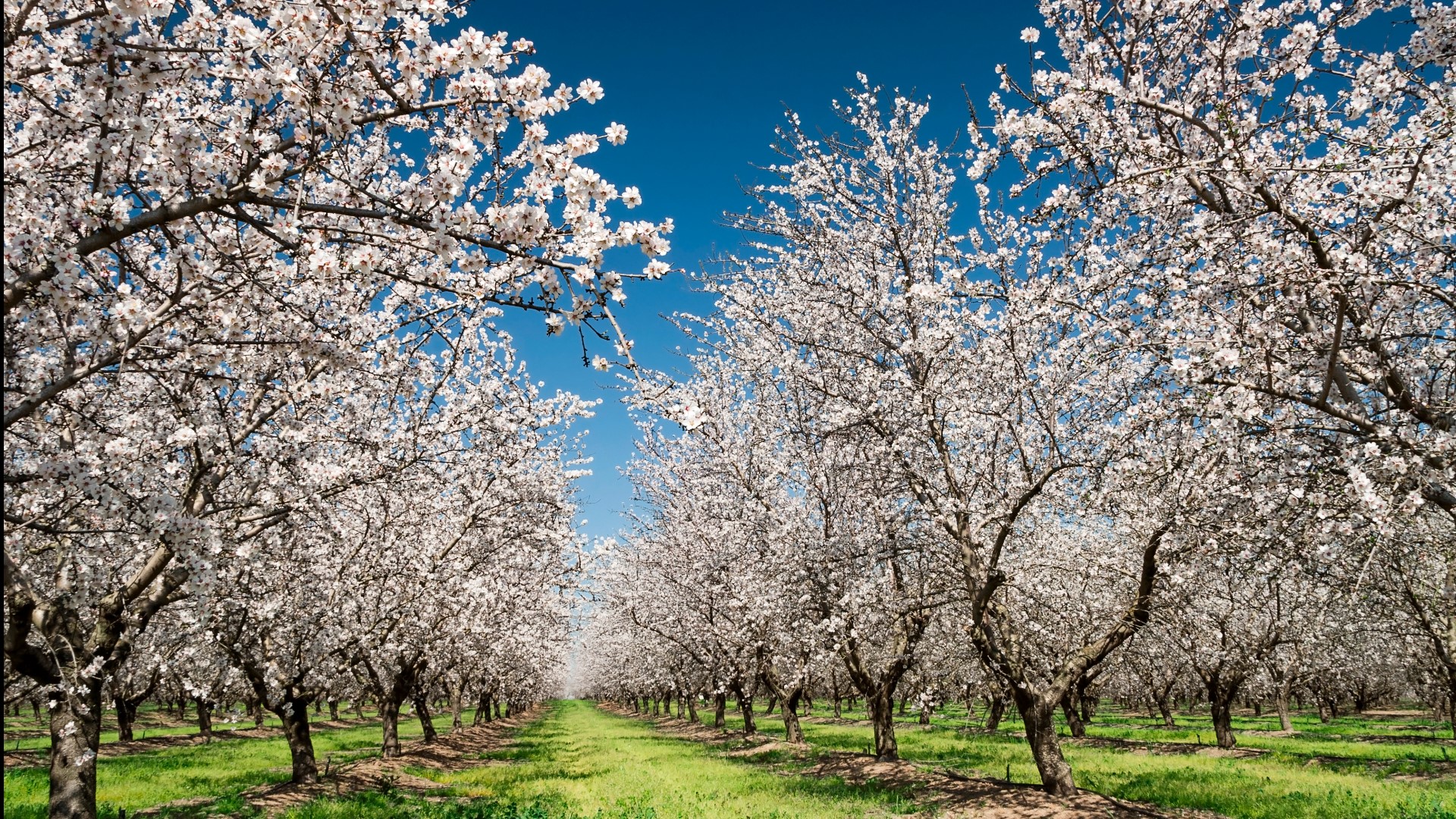 The Ripon Almond Blossom Festival attracts more than twice the population of the small town every year for the festival.