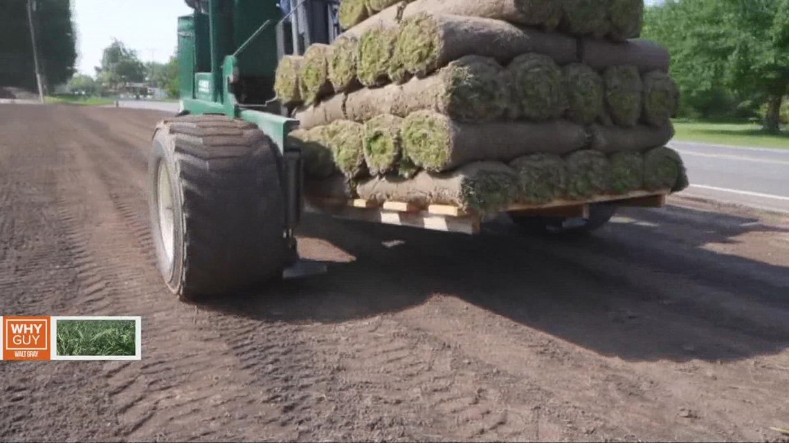 California Drought: Why is sod being planted during a drought? - Vimarsana News