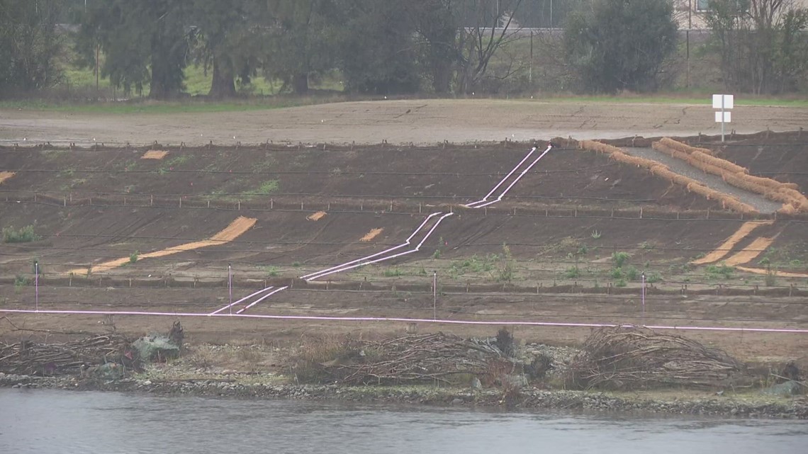 American River Trees raises concerns over tree clearing - Vimarsana News