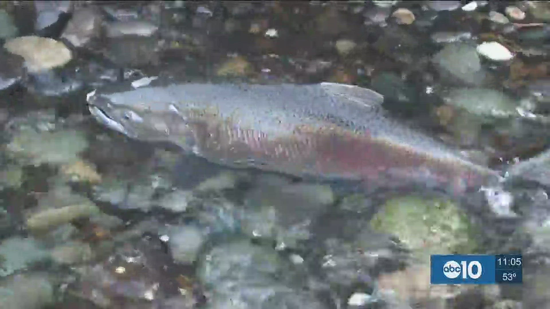 ABC10's John Bartell finds out why so many dead salmon are being found along the American River. (Nov. 15, 2016)