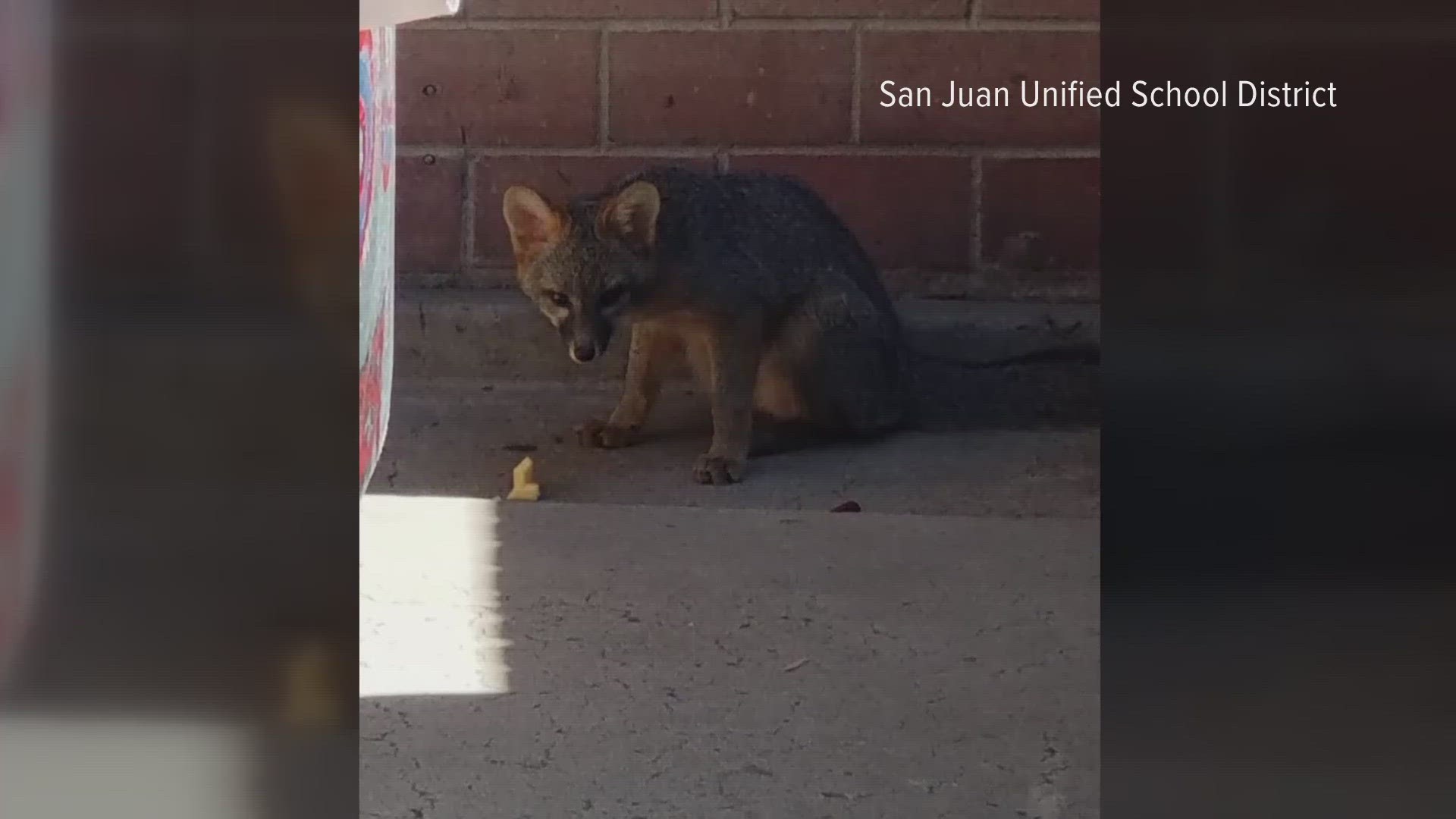 One student's grandmother said the idea of foxes on an elementary school campus is concerning since her grandchild "likes to pet everything."