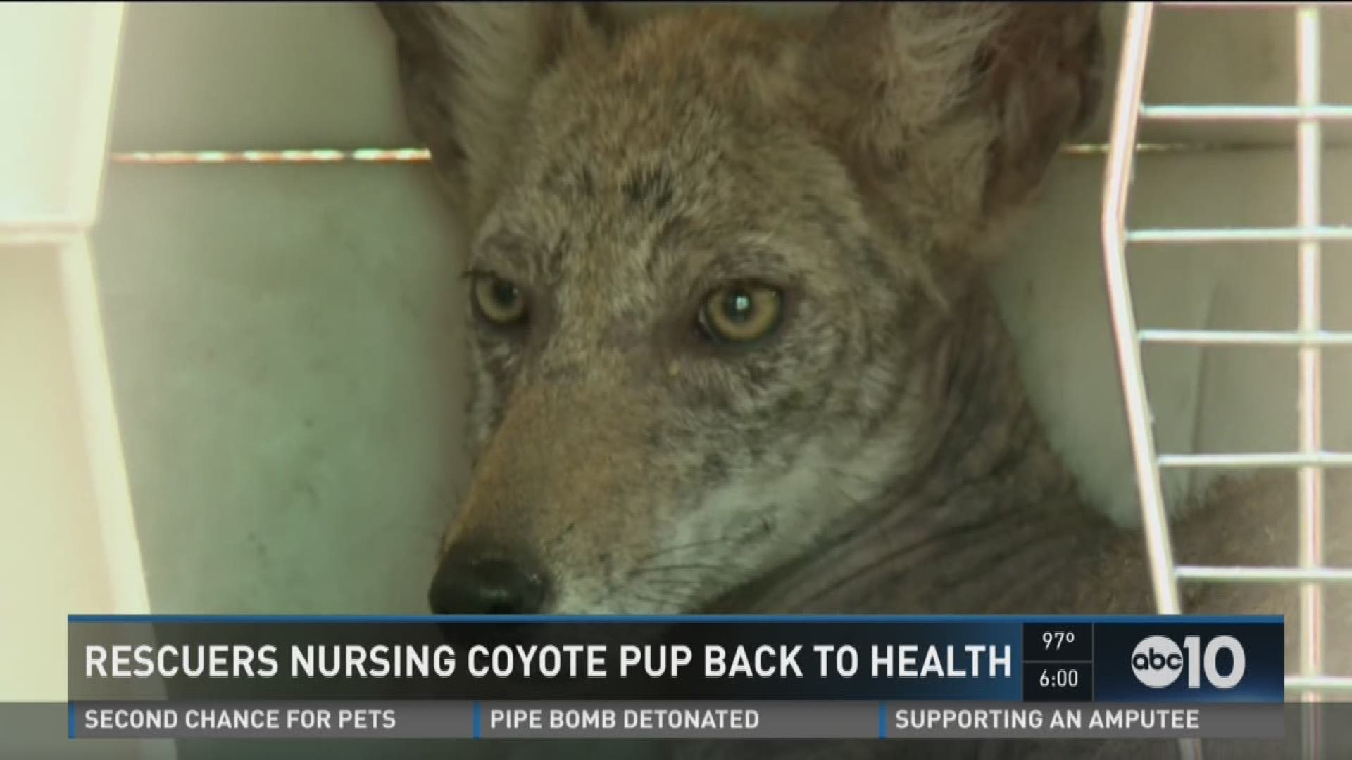 Coyote sales pup rescue