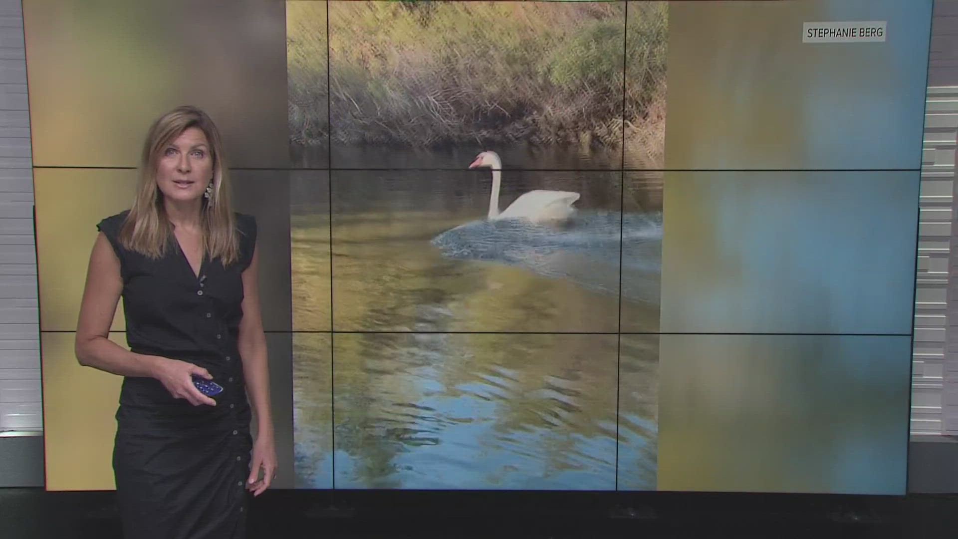 Viewer Stephanie Berg submitted a beautiful video of a swan making a landing at Lake Natoma.