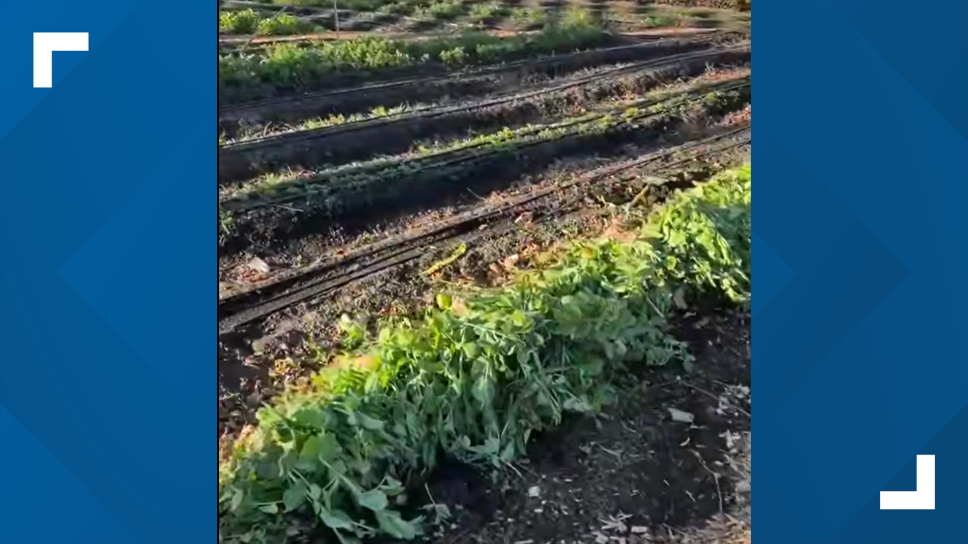 A West Sacramento community garden had some crops destroyed after a sideshow drove over the fields.