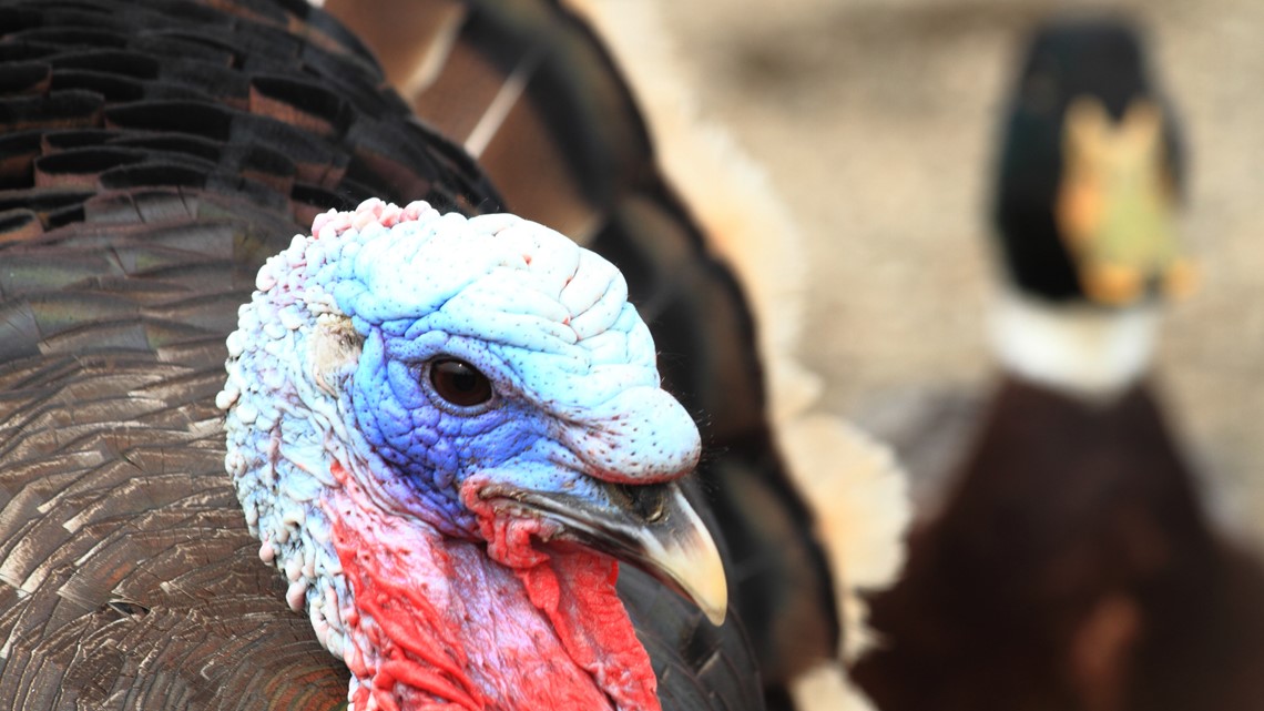 Sacramento wildlife expert says neighborhood turkeys are nuisance
