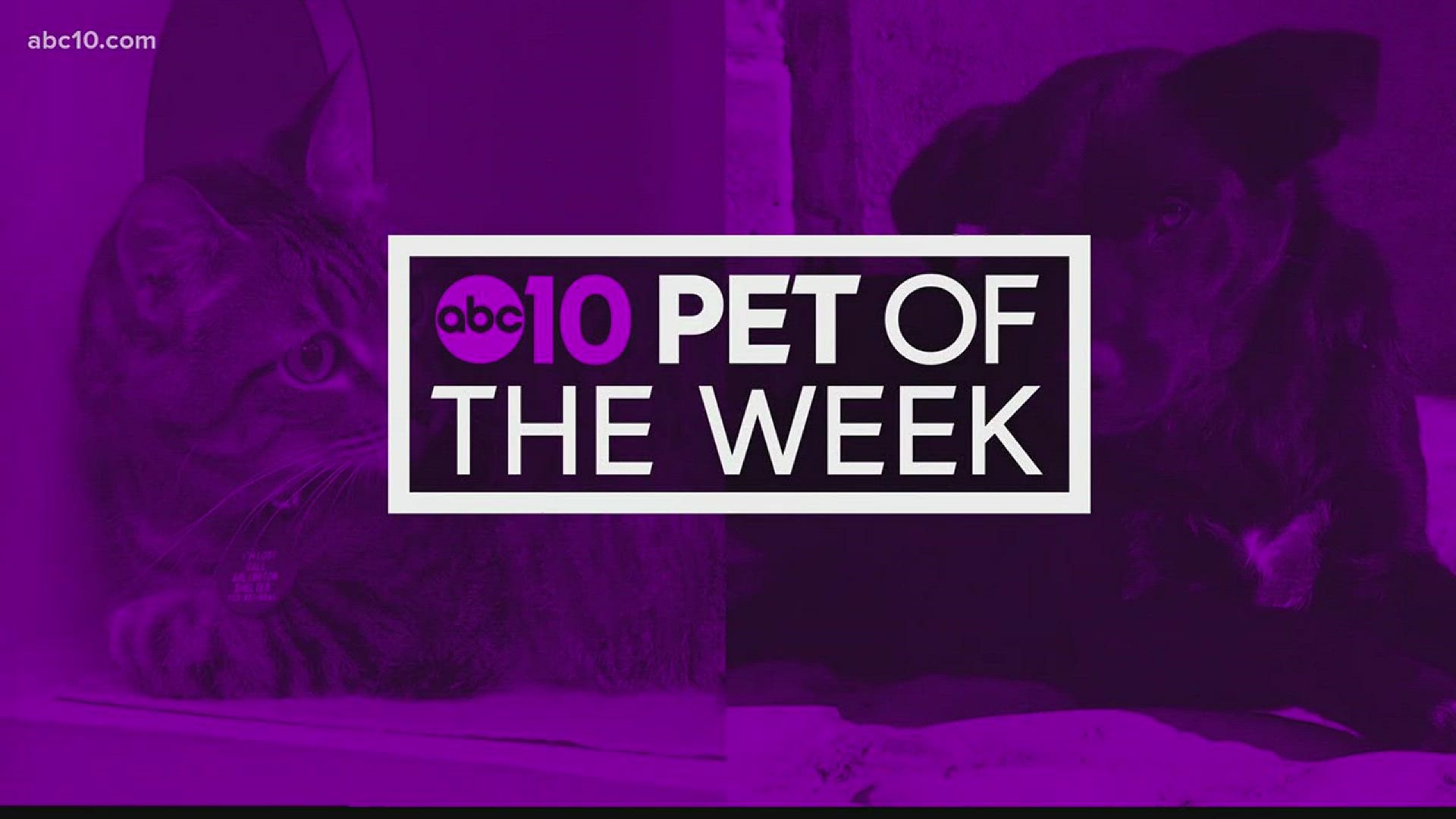 Pet of the week: Chiquita the Chihuahua (March 10, 2018)