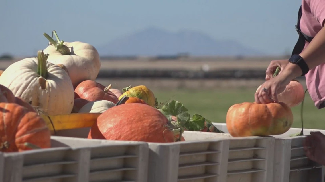 San Joaquin County pumpkin farmers rush to harvest before rain hits
