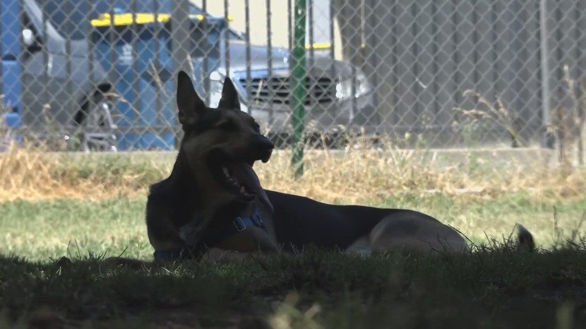 Future of offleash dog park dividing Sacramento neighborhood