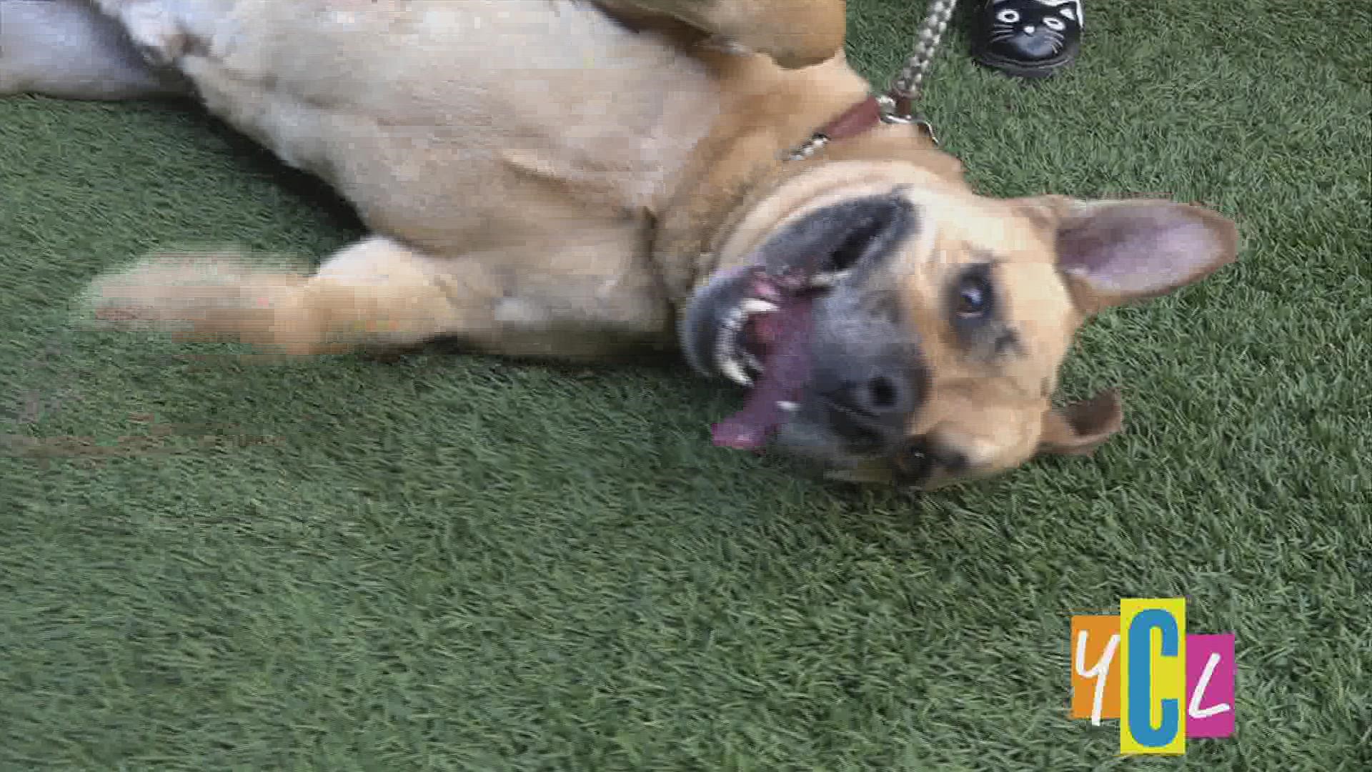 Meet Tanner Who's Available for Adoption 
