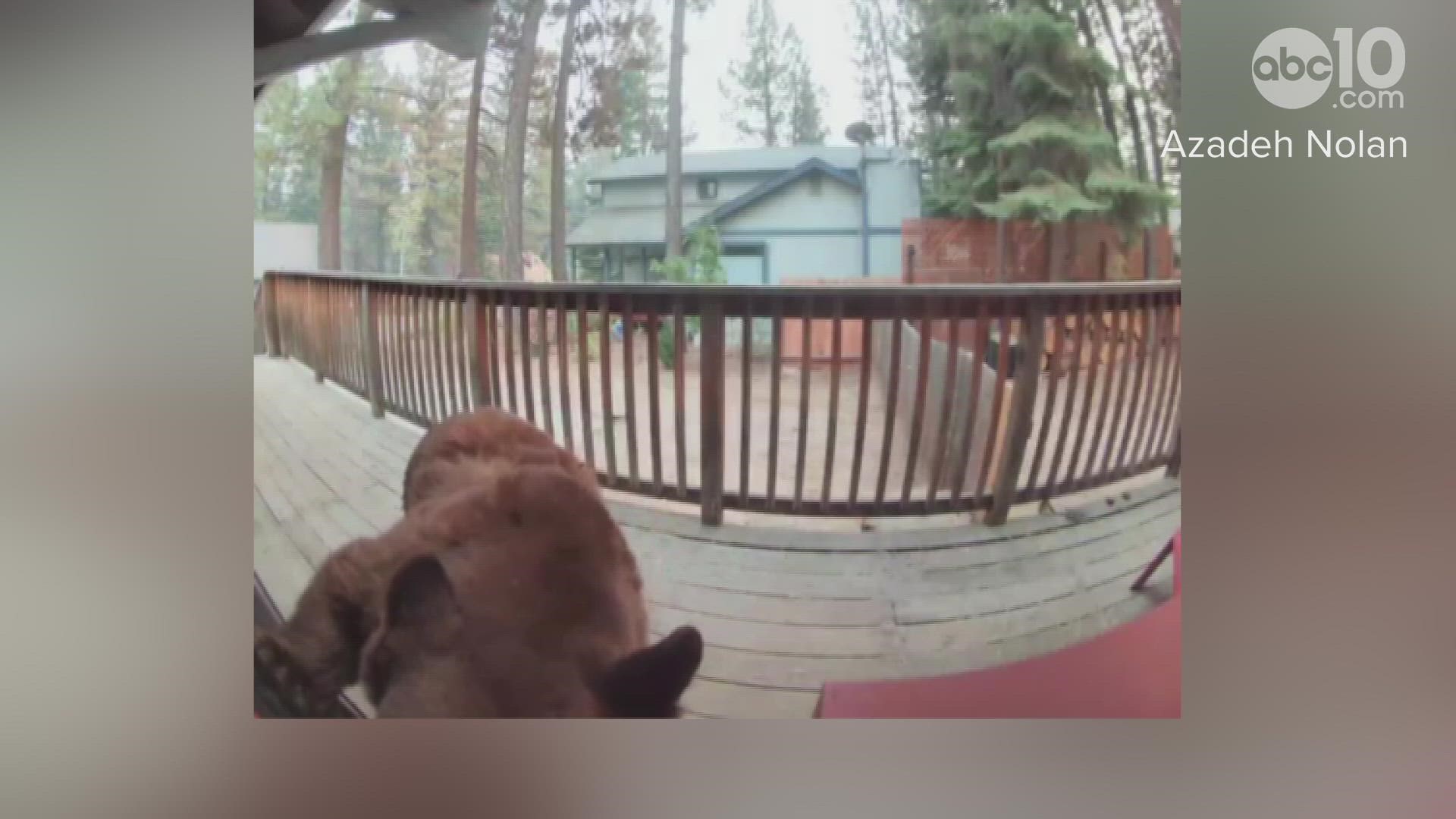 Azadeh Nolan is the owner of a cabin in South Lake Tahoe who captured FOUR bears come up to her front door yesterday.