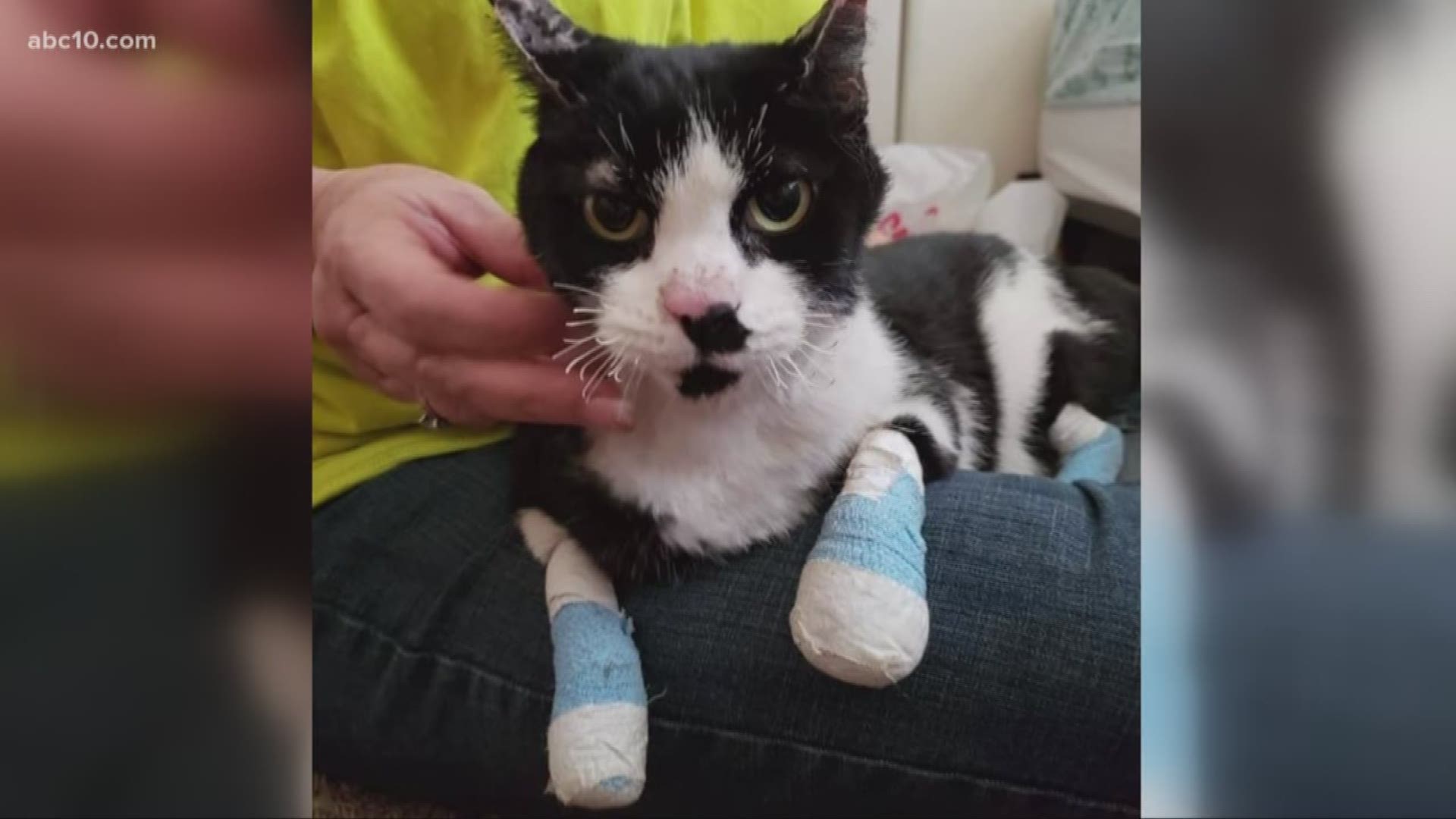 He was hiding in a crack between steps near a creek. His paws were burned and his whiskers singed, but he will be okay.