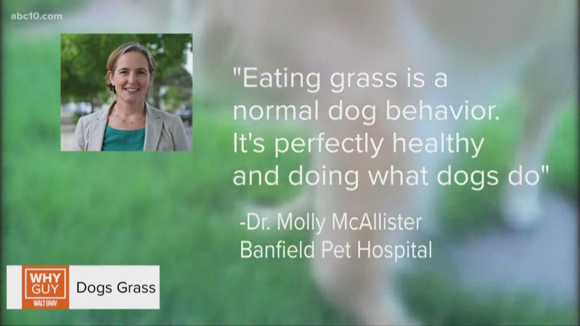 One of the most Googled why questions is, "why does my dog eat grass?" Walt looks into why Fido likes to snack on your lawn.