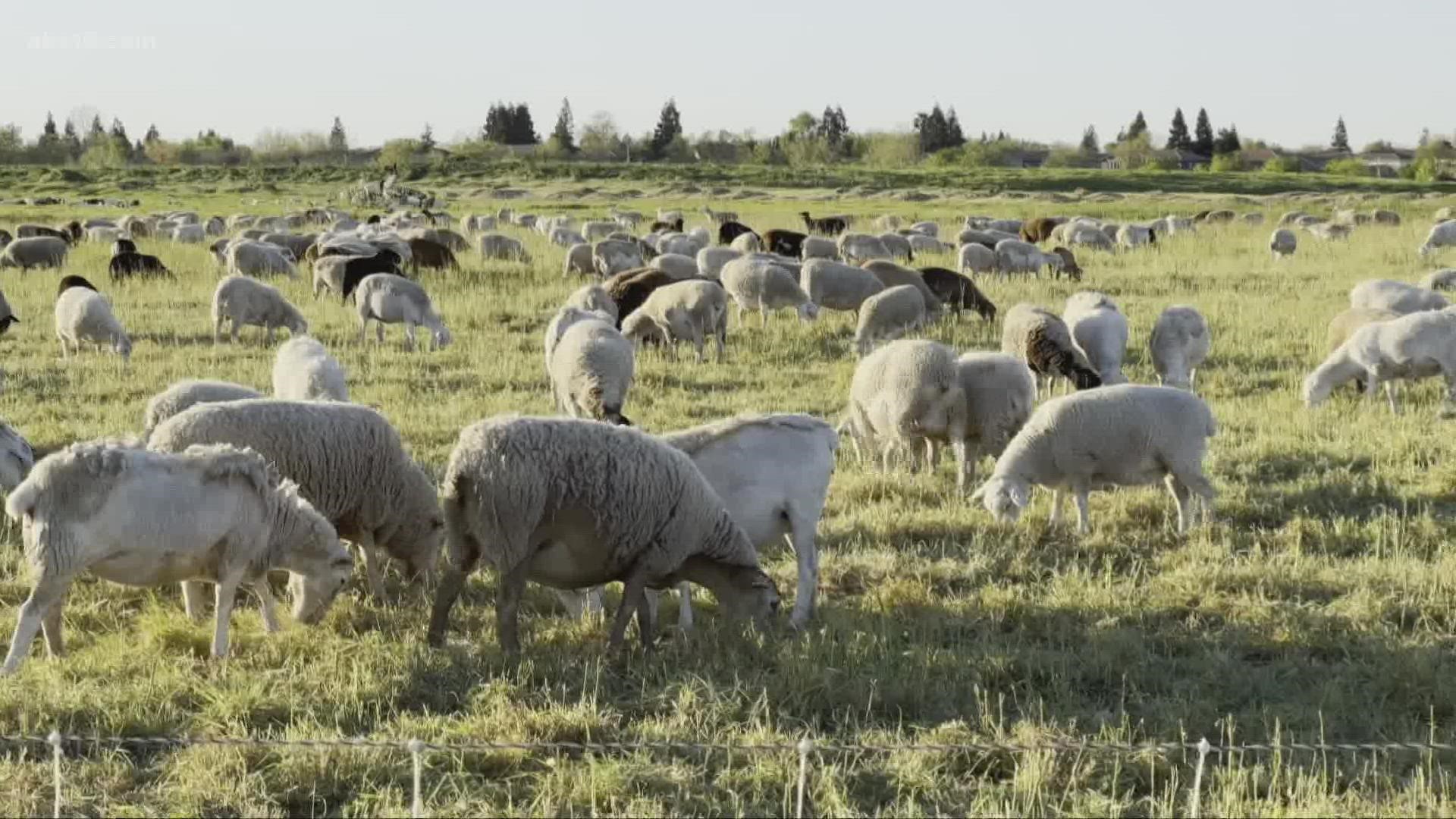 A goat grazing program is helping to suppress wildfire activity in Sacramento.
