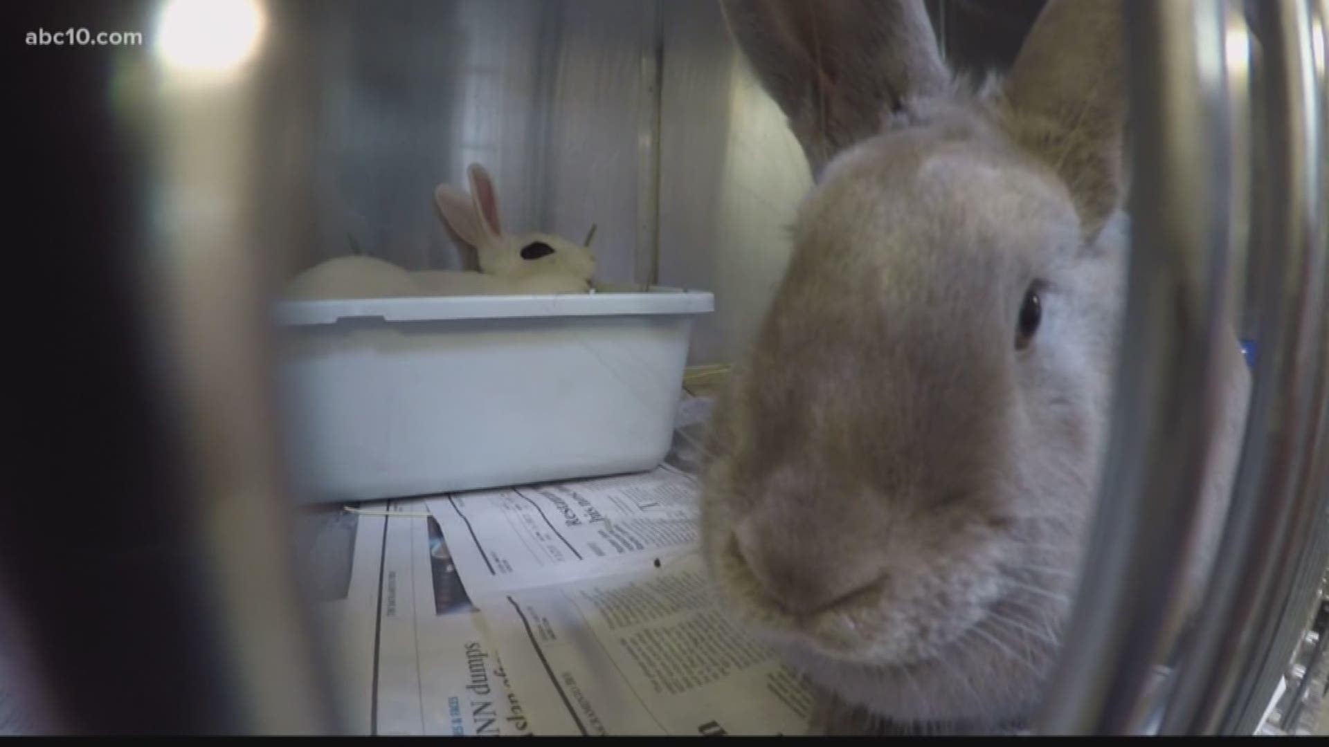 Nearly 300 rabbits seized from Folsom home (March 17, 2018)