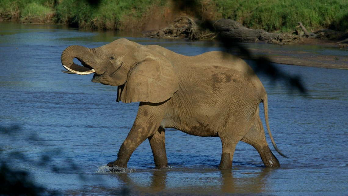 Earth Day 2019 highlights 14 species that are threatened or endangered | abc10.com