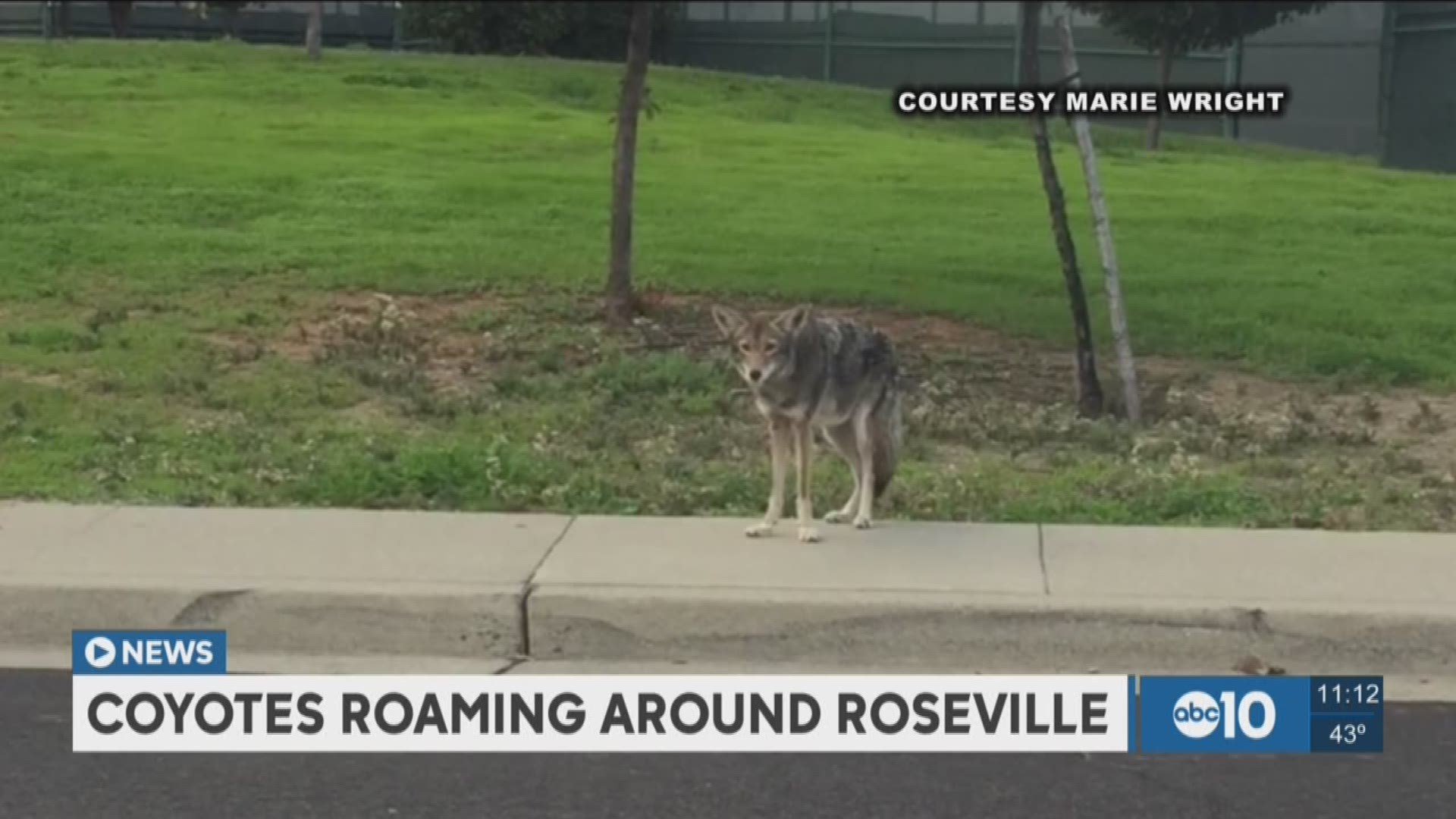 Roseville police say coyotes are normal, not to call dispatch center. (Nov. 16, 2016)