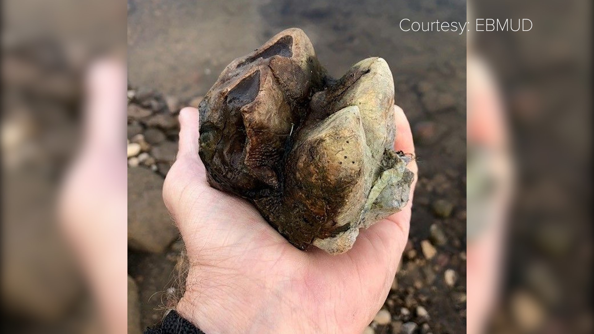 “This is the densest find of vertebrates in California since the La Brea Tar Pits,” explained Professor Todd Greene.