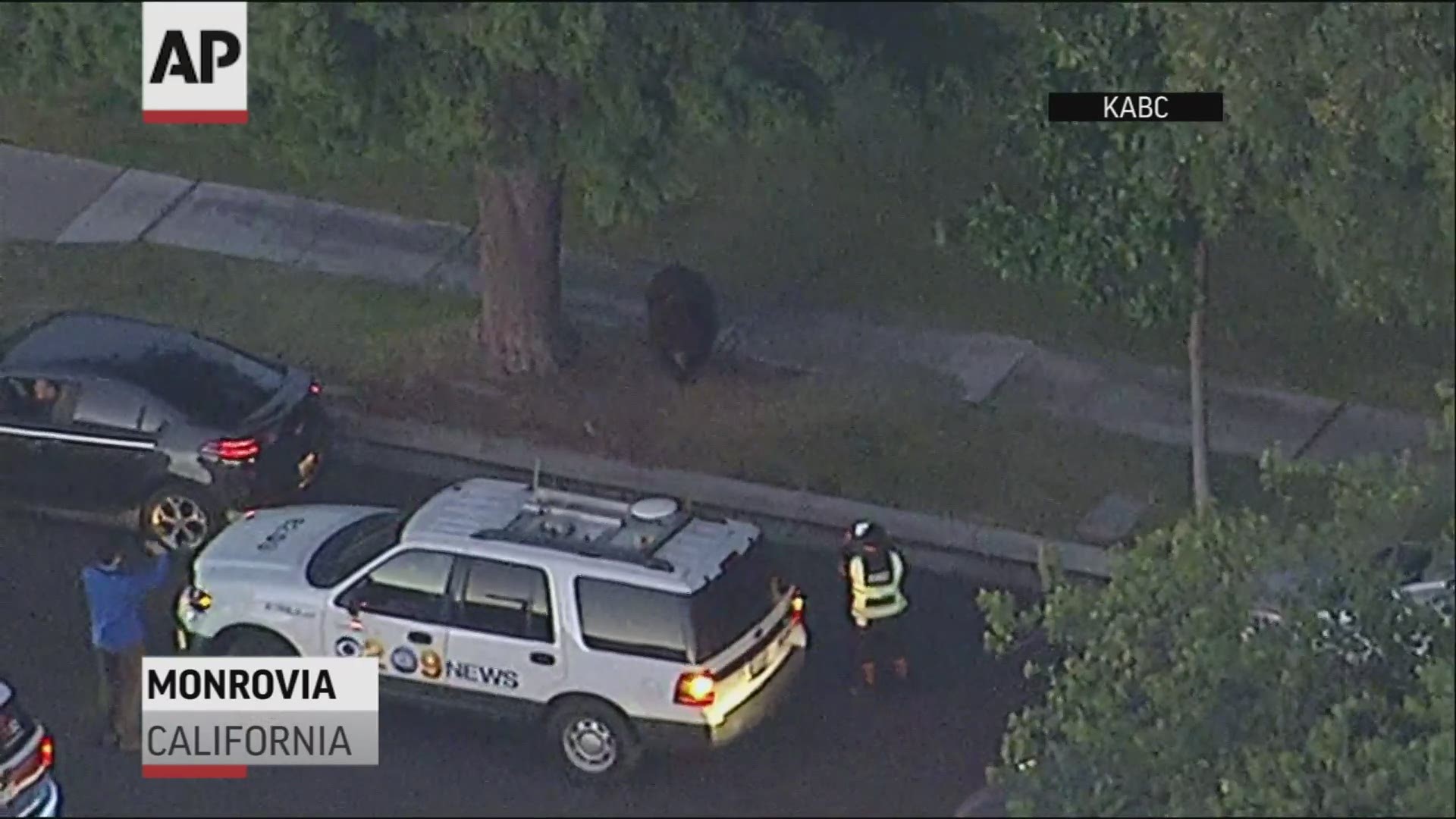 A large black bear was seen strolling around a Monrovia, California neighborhood Friday morning, walking through residential lawns before resting in a nearby alley.