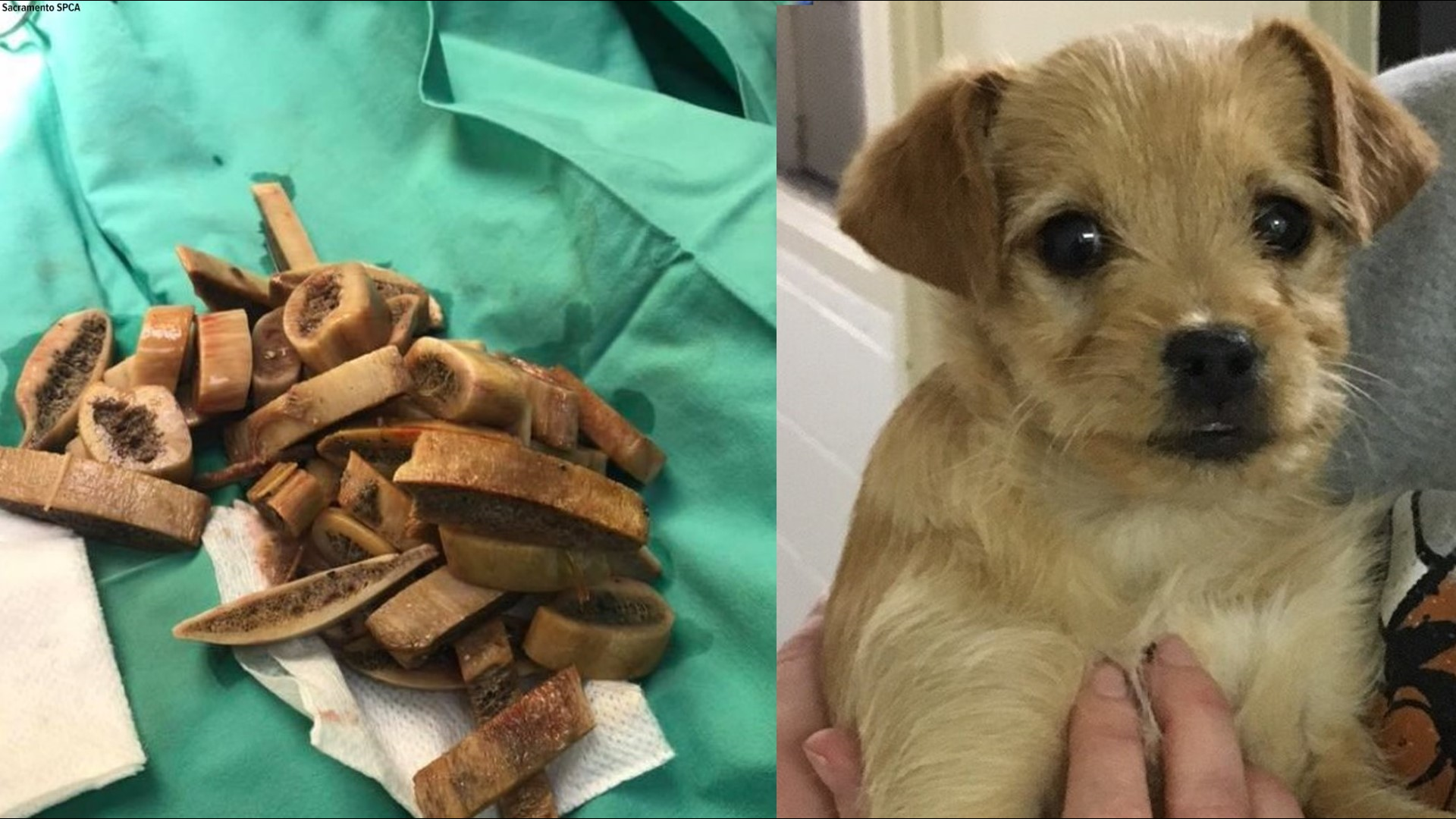 A three-month-old puppy weighing only 6 pounds  had to have emergency surgery to remove the ribs from his stomach and intestines.