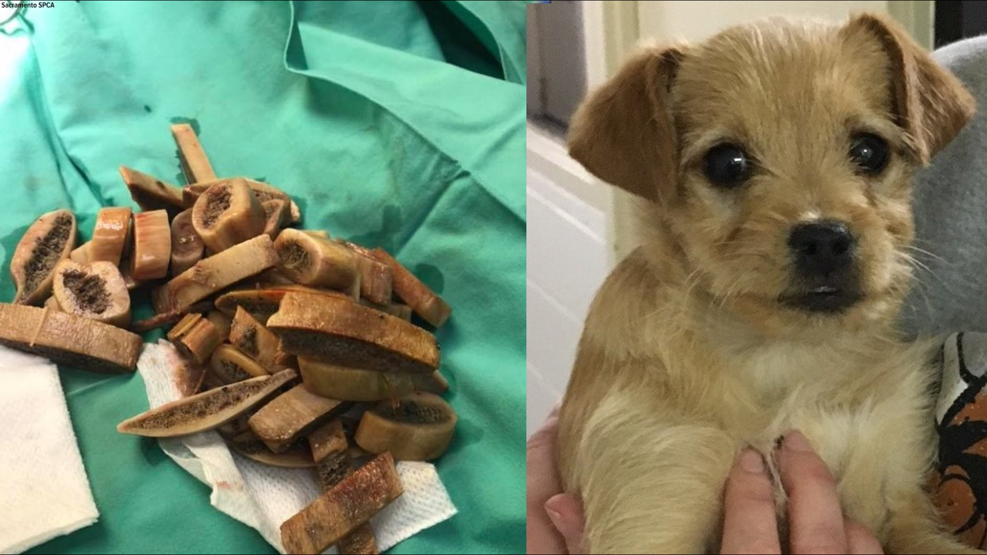 What happens if a store dog swallows a rib bone