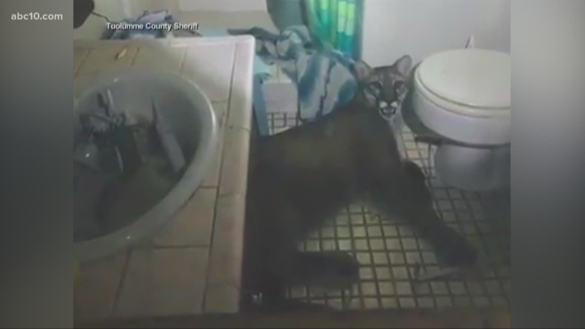 Officials say a mountain lion wandered inside a California house and was captured in a photo lying on a bathroom floor.