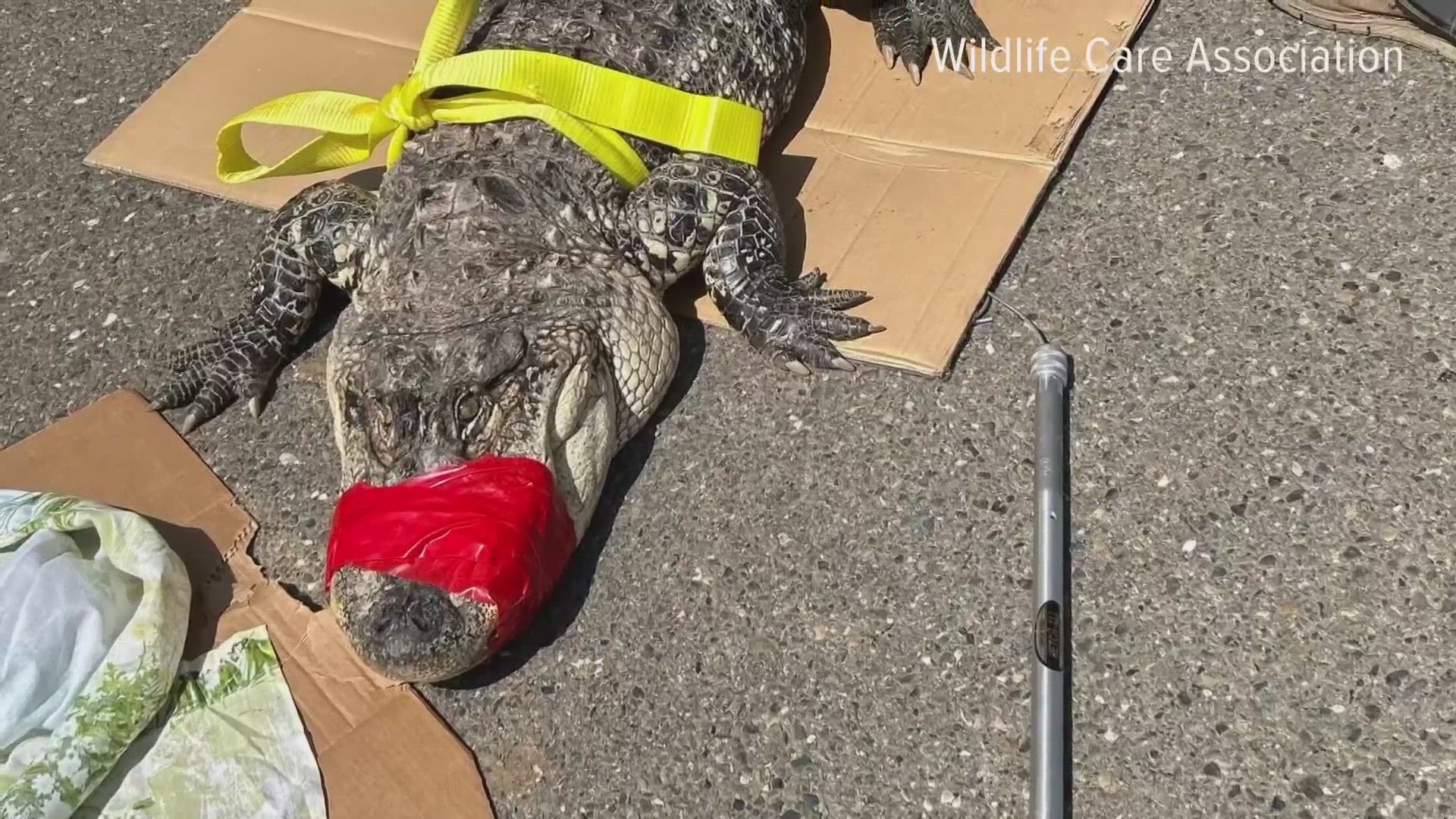 The Department of Fish and Wildlife have the alligator now, and are trying to figure out where it came from.