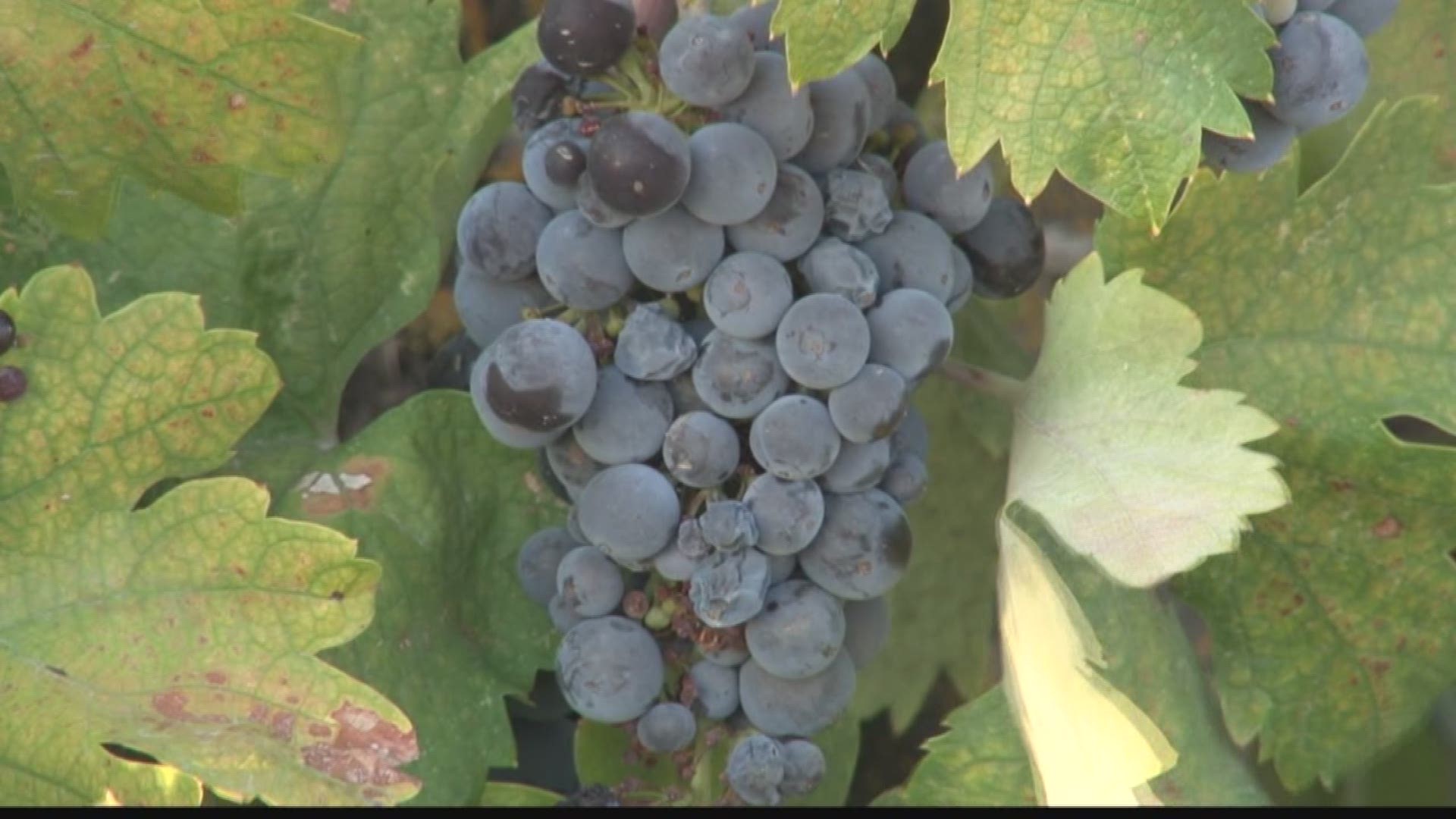 The heat wave over Labor Day weekend turned some grapes on the vine in our region essentially into raisins. (Sep. 15, 2017)