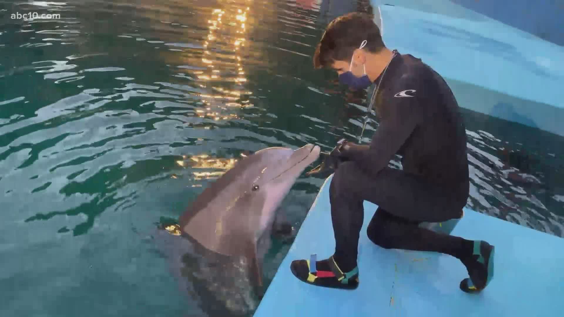 It's National Dolphin Day, and Mark S. Allen thought he would get a little love from Deek at Six Flags Discovery Kingdom.