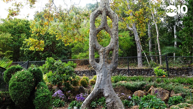 Circus Trees at Gilroy Gardens theme park are an odd attraction | abc10.com