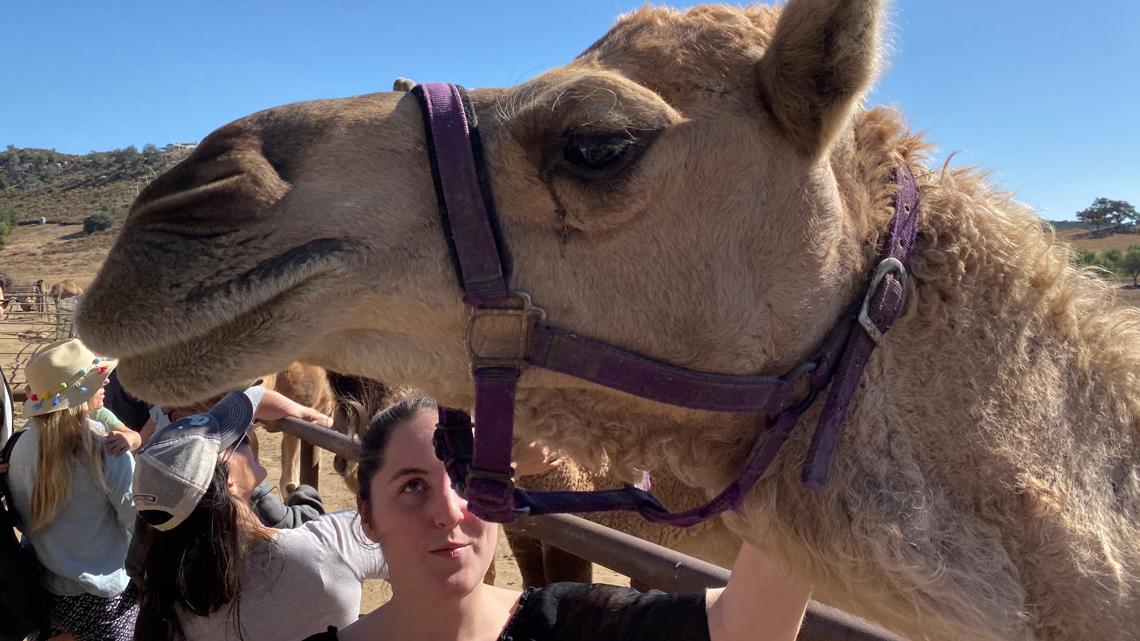 California Camel Dairy Farm Is A Camel Oasis Abc10 Com